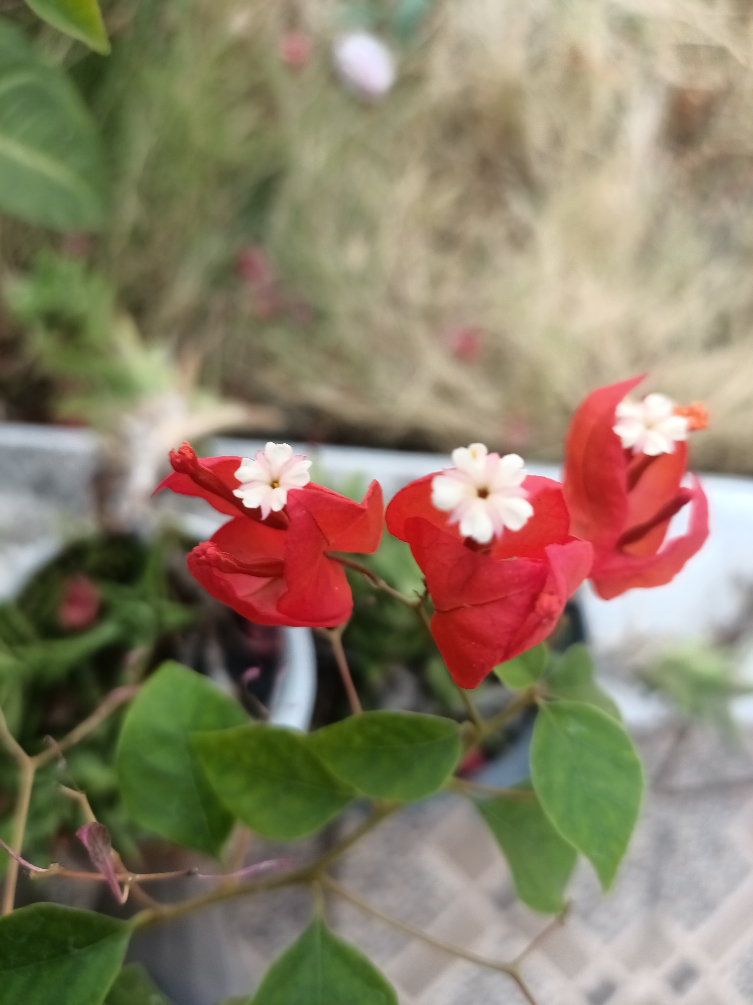 A close-up, high-angle shot captures a cluster of vibrant red bougainvillea flowers with delicate white centers. The flowers are in focus, with their petals unfurling and the smaller white blooms nestled within. The background is softly blurred, showing a mix of greenery and hints of a pale, tiled surface, suggesting an outdoor setting possibly in a garden or courtyard. The overall impression is one of natural beauty and tranquility. Based on the visible environmental cues such as lush vegetation and tiled flooring common in tropical regions, and knowing that Madiun, Indonesia, experiences a tropical climate, this scene could be located in a residential garden, a park, or a public space within the city of Madiun.