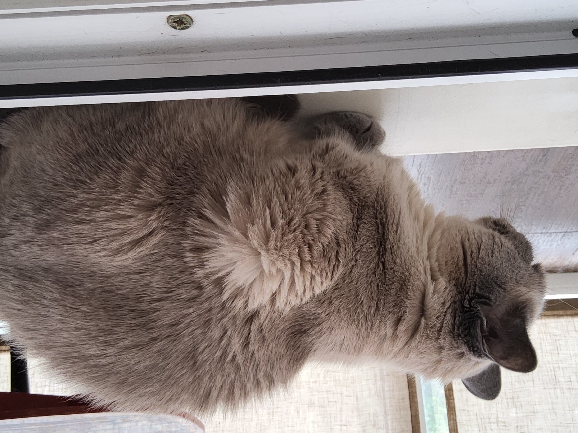 A medium shot captures a grey cat with lighter underparts sitting on a white ledge. The cat is facing left, with its head turned slightly downwards, and its body is mostly visible. The background shows a window with sheer curtains, suggesting an indoor setting. A round wooden table with a dark reddish edge is partially visible in the upper right corner. The scene appears to be indoors, possibly in a residential building, in Krasnoyarsk, Russia.