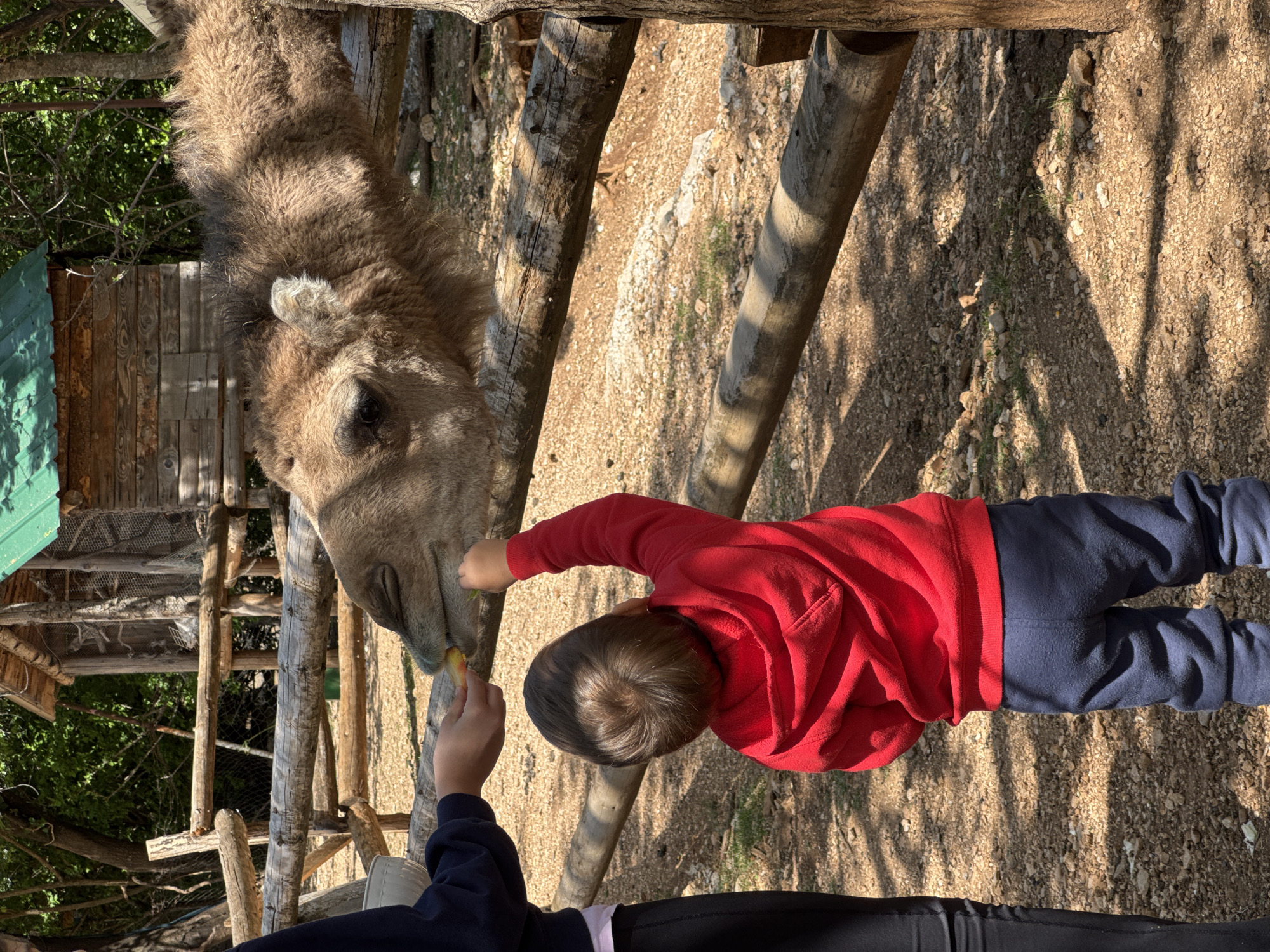 A camel is being fed by two people, one a child wearing a red shirt and navy pants. The camel's head and neck are visible, with light brown fur. The location is Gornje Mrke, Montenegro. The environment includes a wooden fence and a dirt ground covered in small rocks. In the background, there is a wooden structure with a green roof. One person is holding the food, while the other is slightly behind.