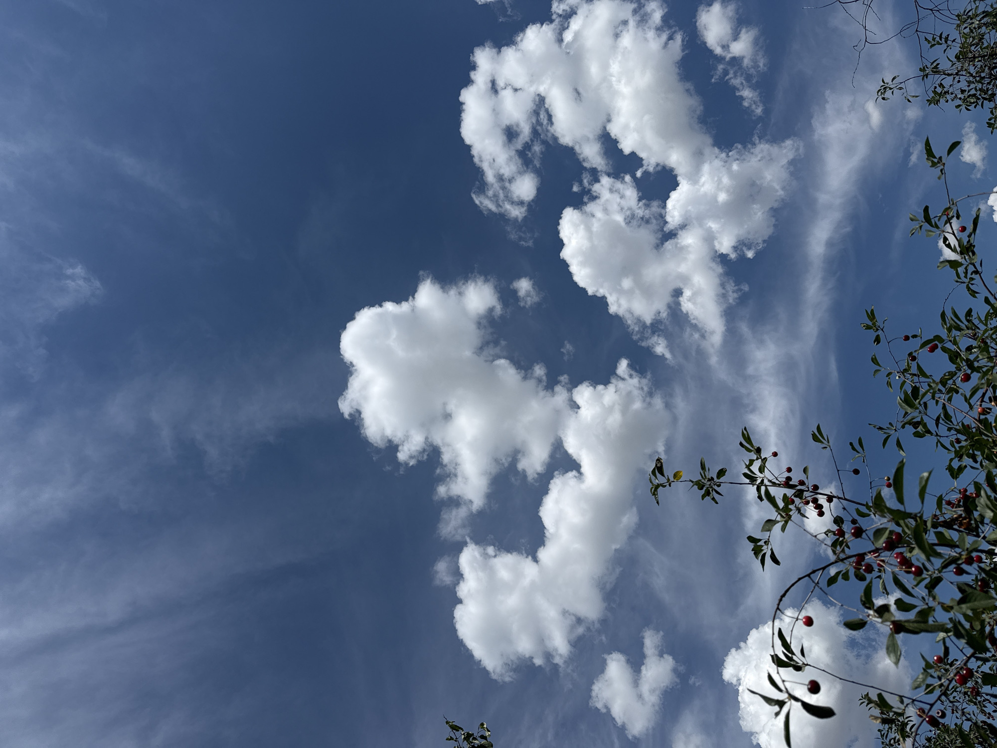 An outdoor, eye-level, full shot photograph captures a bright, partly cloudy blue sky. In the foreground, branches of a cherry tree with green leaves and ripe red cherries are visible, silhouetted against the sky. The branches extend from the bottom of the frame upwards. Several fluffy, white cumulus clouds are scattered across the sky, with some wispy cirrus clouds also present. The scene appears to be set in Qarabulaq, Kazakhstan, during daylight. There are no people or animals in the image.