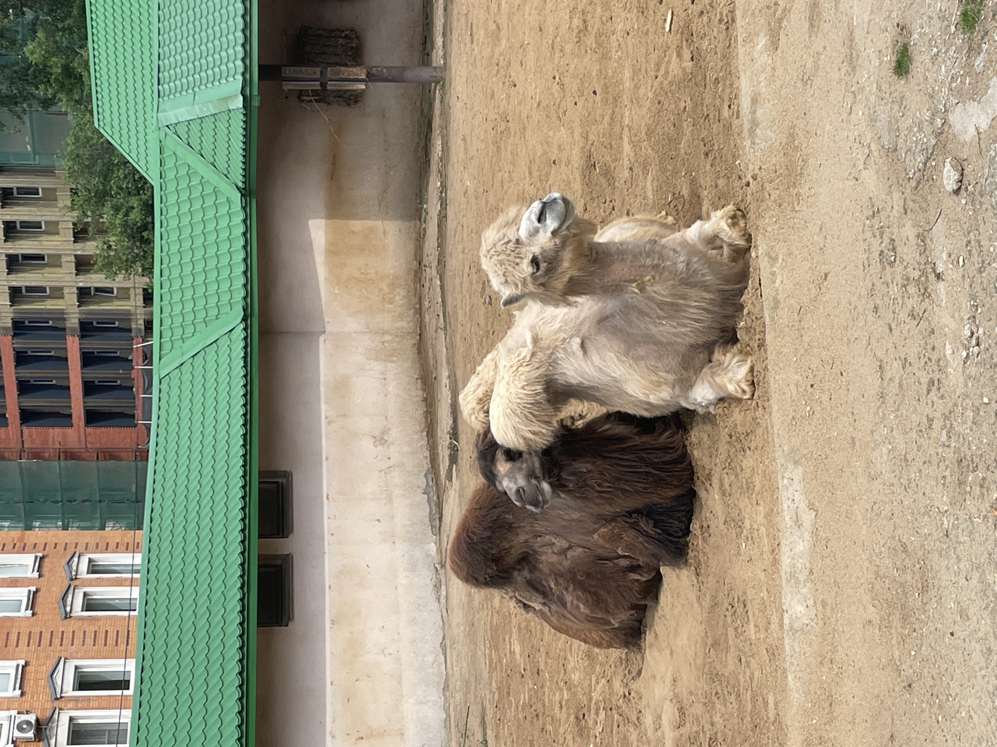 The image depicts two Bactrian camels resting in a sandy enclosure, possibly at the Moscow Zoo in Russia. The camels, one brown and one light tan, are lying close together. Behind them is a building with a green, tiled roof. Across from that is another building with a red brick facade and multiple windows. The overall environment suggests an urban zoo setting.
