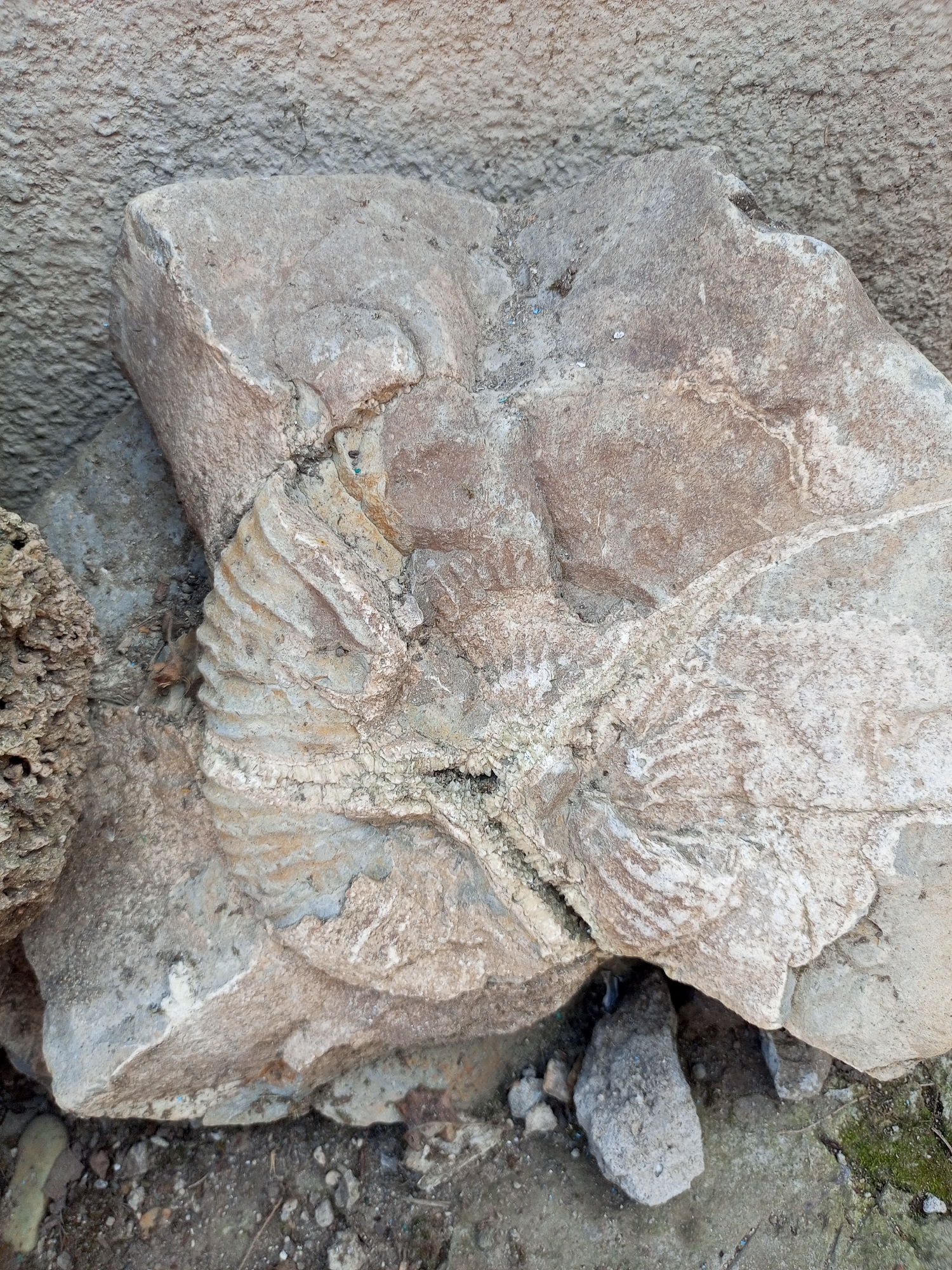 A close-up, eye-level shot shows a large, fossilized ammonite embedded in a light-colored rock. The ammonite, a spiral-shaped marine creature, is clearly visible with its ribbed shell structure. The rock is rough and textured, with areas of lighter and darker shades, suggesting it has been exposed to the elements. The ammonite is positioned centrally in the frame, with a textured, grey wall or surface in the background. The ground beneath the rock is visible and consists of dirt, small stones, and some patches of moss. The scene appears to be outdoors. The location is identified as Peredovaya, Russia.