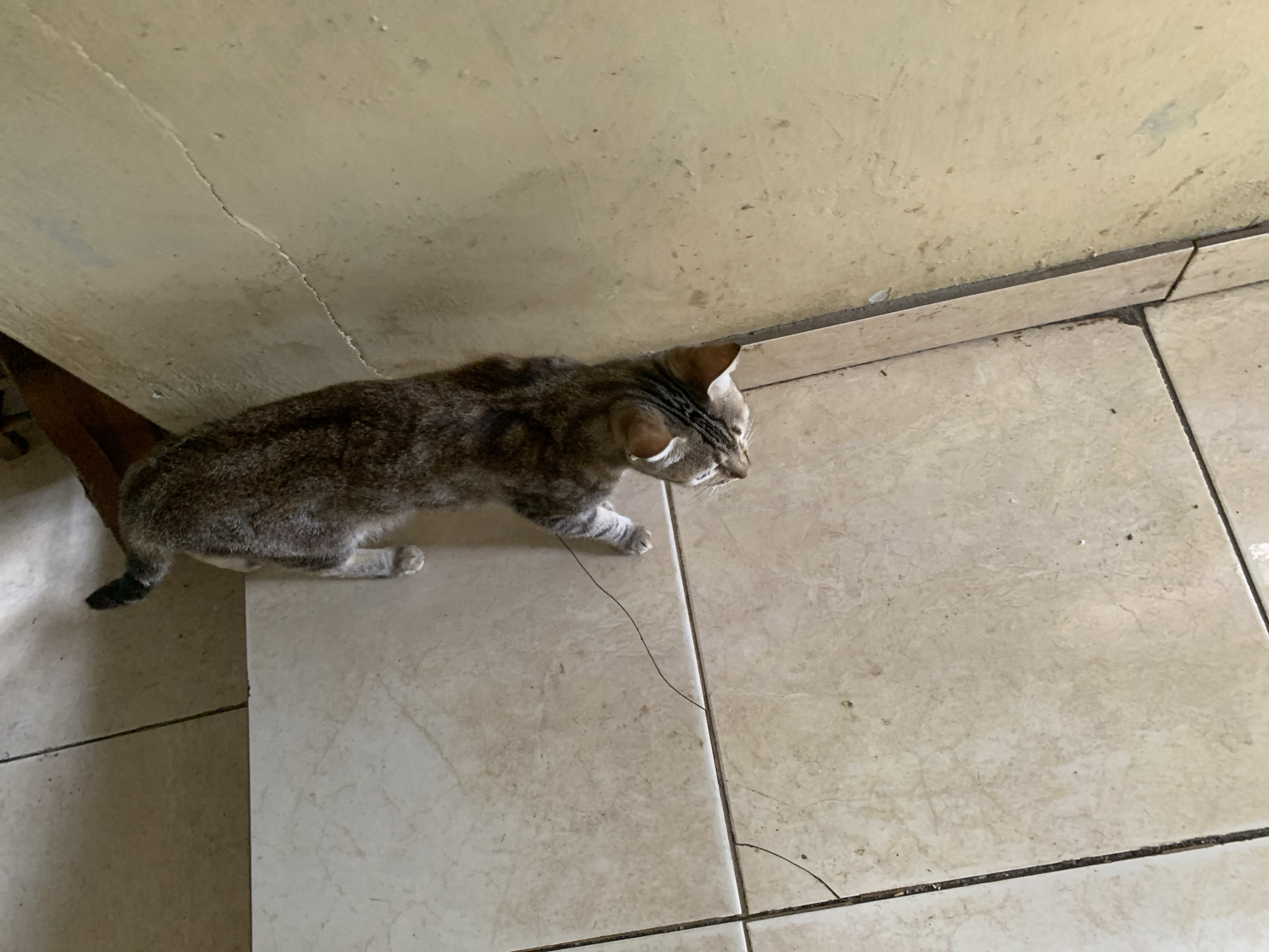 The image depicts a domestic tabby cat walking or pausing indoors, captured from a high-angle perspective. The cat, displaying a mix of grey, brown, and black striped fur with white markings on its face and paws, is positioned on a tiled floor alongside a light-colored wall. Its head is turned to the right, and its ears are slightly perked, suggesting focus on something outside the frame. Its tail is dark, contrasting with its body fur.
The floor is covered with light beige or cream-colored square tiles, featuring dark, somewhat grimy grout lines. A thin, dark, string-like object is visible on the tiles near the cat's front right paw. The wall, which appears to be a pale yellow or off-white, exhibits a noticeable vertical crack running from top to bottom. General discoloration and small specks are also present on the wall, indicating wear or dirt. A dark, possibly wooden, object or furniture leg is partially visible behind the cat's tail in the lower-left corner.
The lighting is ambient, typical of an indoor setting during daylight hours, casting no strong shadows. The overall environment appears lived-in. No other subjects or specific activities are observable, nor is any text visible. The scene is located in Santa Ana, Venezuela.