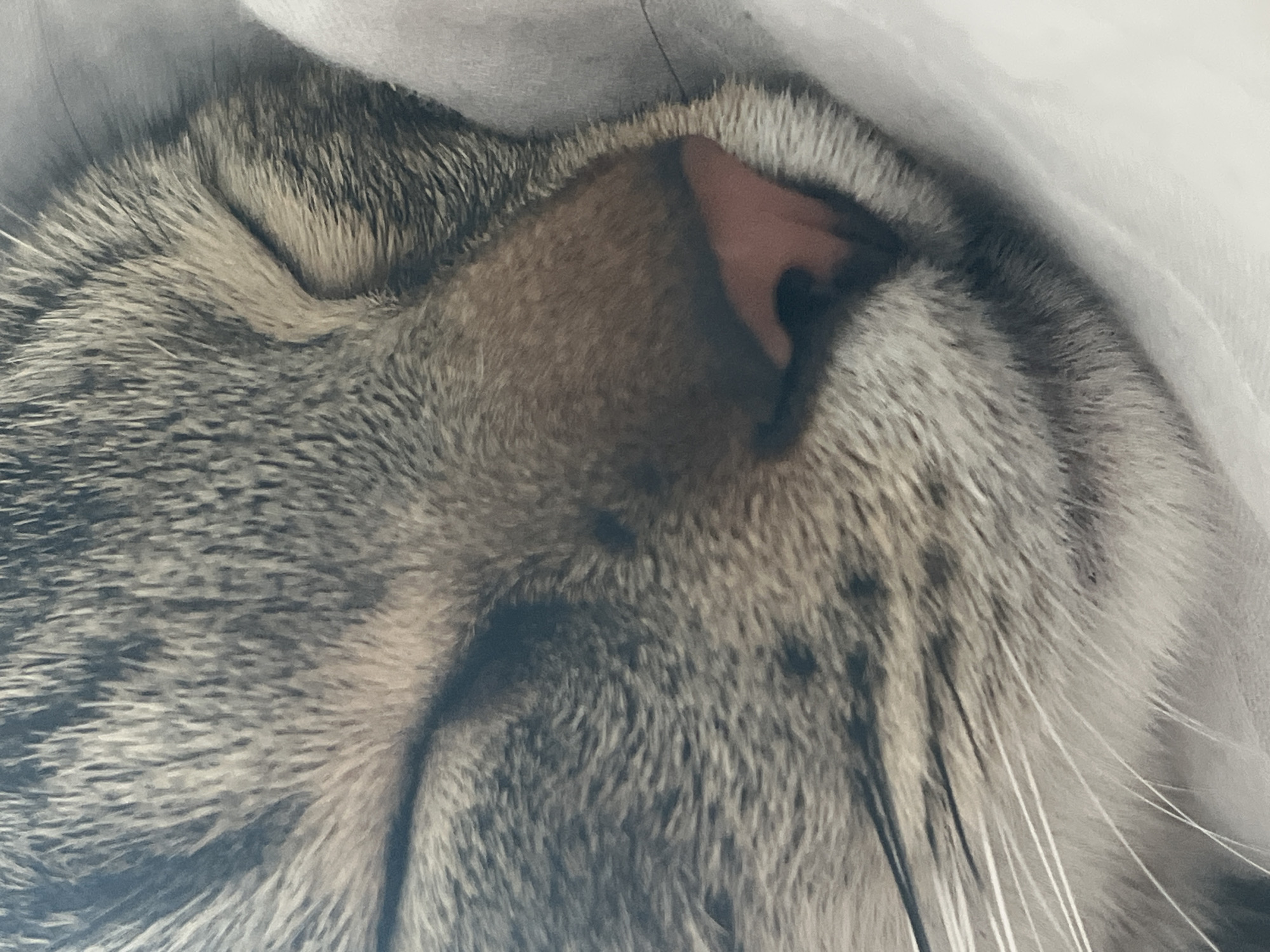 The image is a close-up shot of a cat's face, primarily focusing on its nose and whiskers. The cat is asleep, with its eyes closed and its nose resting on a white, soft surface, possibly a blanket or pillow. The cat's fur is a mix of grey and brown tabby stripes. Its nose is pink and moist. The whiskers are long and white, fanning out from the sides of its face. The lighting is soft, suggesting an indoor setting. There is no indication of the city of Budva, Montenegro in the image.