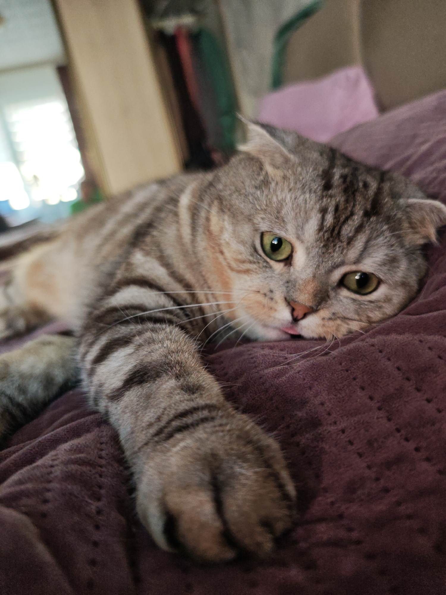 A Scottish Fold cat with tabby markings lies on a plush, dark purple blanket. Its head is turned towards the viewer, with large green eyes and folded ears. A small pink tongue is slightly visible. The background is blurred, showing hints of furniture and a window with blinds. The cat's paws are extended, with one paw resting closer to the viewer, showing its claws. The lighting suggests an indoor environment. The cat is the sole subject of the image.