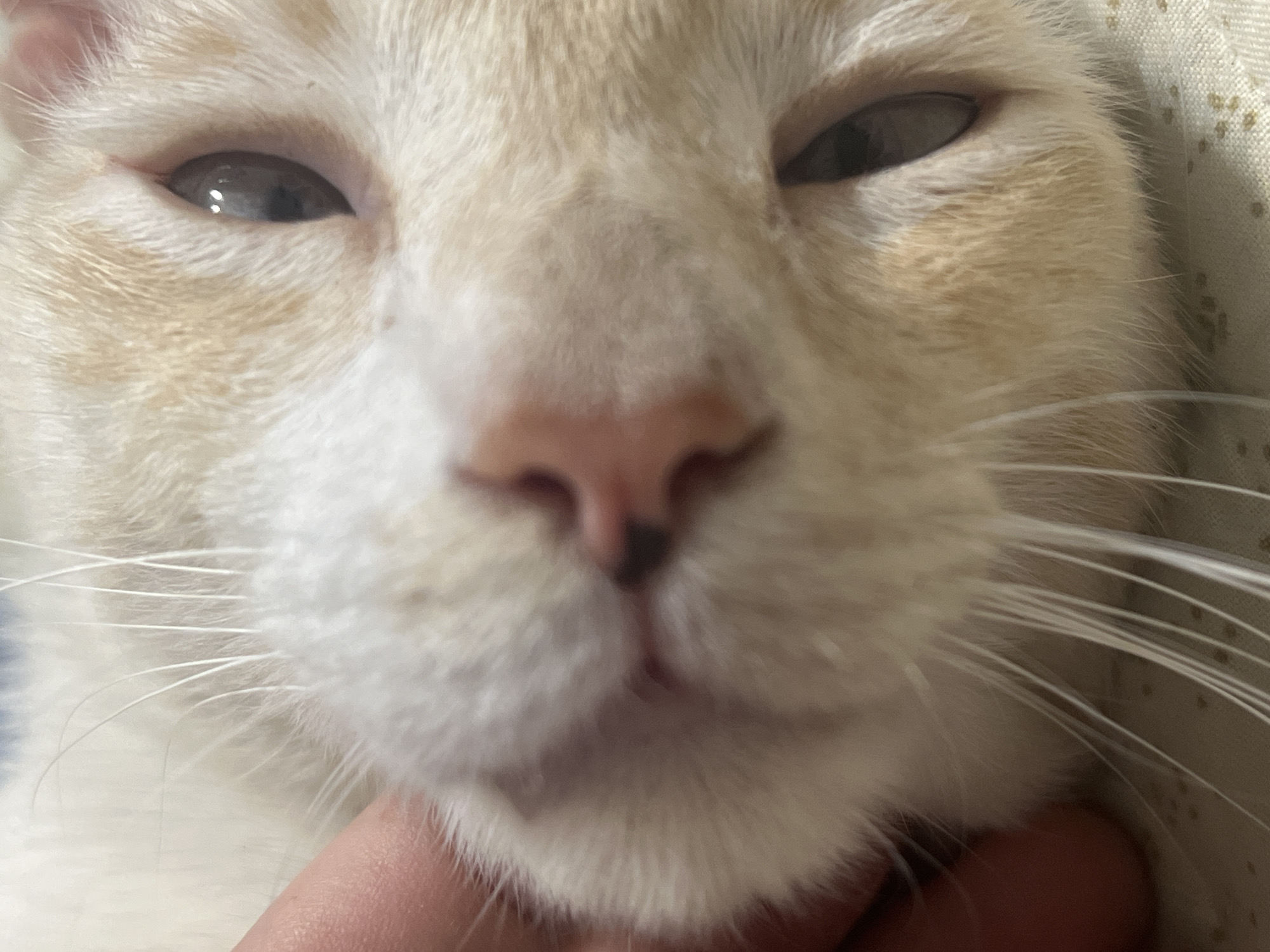 A close-up, low-angle shot captures the face of a light-colored cat. The cat's eyes are partially closed, giving it a sleepy or relaxed expression. Its pink nose is prominent in the center of the frame, with a slight shadow underneath. Long, white whiskers fan out from its muzzle. A human finger is visible supporting the cat's chin, suggesting an interaction or grooming. The background is out of focus, showing a textured surface that appears to be fabric, possibly a blanket or bedding, with a subtle dot pattern. The lighting is soft and appears to be indoor, with no strong shadows. The focus is on the cat's facial features, emphasizing its fur texture and eye condition.