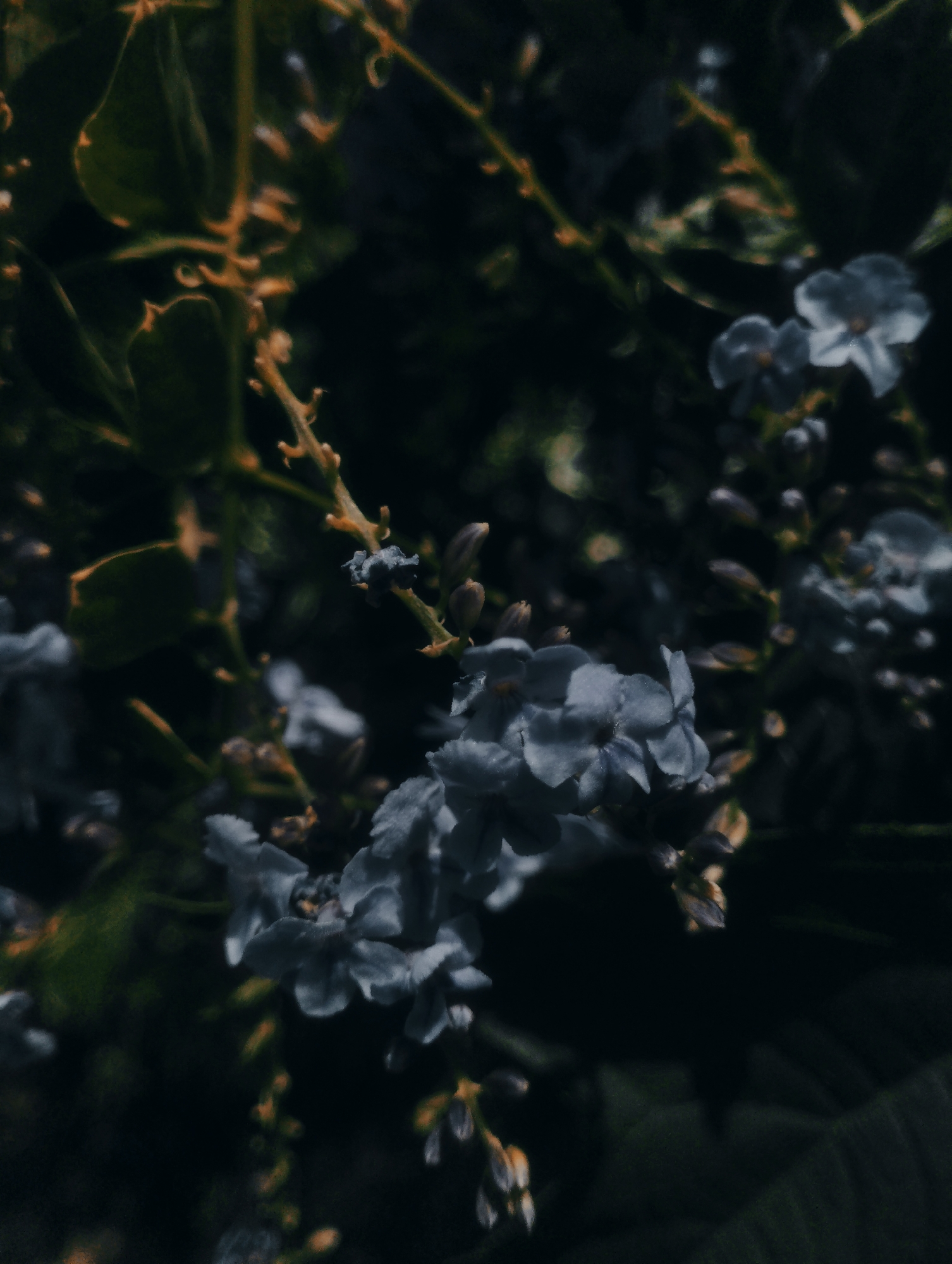 A close-up, dark, and moody photograph captures a cluster of delicate, light blue flowers against a dark green and brown background. The flowers, small and with multiple petals, are arranged on thin, thorny stems. Some of the flowers appear to be in bloom, while others are still closed buds. The image has a slightly grainy texture, suggesting it was taken with low light conditions. The lighting is dim, with some highlights on the flowers and stems, indicating a possible late afternoon or early morning setting, or a shaded area. The overall atmosphere is one of quiet beauty and natural growth, with the dark background emphasizing the subtle colors of the blossoms. The focus is sharp on the flowers, with the background softly blurred, creating a sense of depth. There is no visible text in the image. The location context provided is Jos, Nigeria, which suggests the photograph was taken outdoors in that region, possibly in a garden or natural setting where these types of flowers are found.