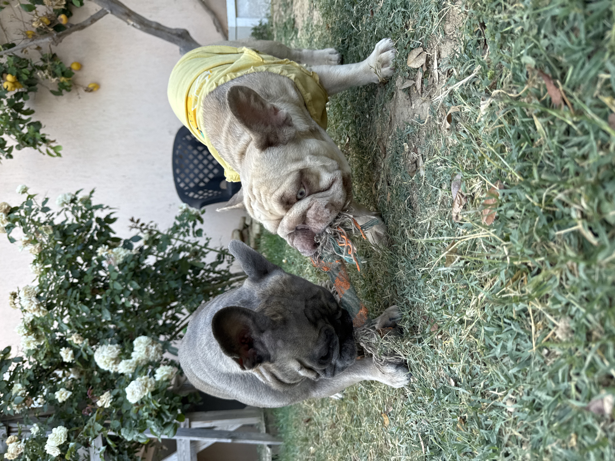 Two French Bulldogs are playing tug-of-war with a rope toy in a grassy backyard. The dog on the left is a fawn color and is wearing a yellow shirt. The dog on the right is a dark grey color. Both dogs are focused on the toy and have their mouths on it. The background shows a wall, a rose bush with white flowers, and a tree with yellow fruit. This image is not located in San Benedetto del Tronto, Italy.