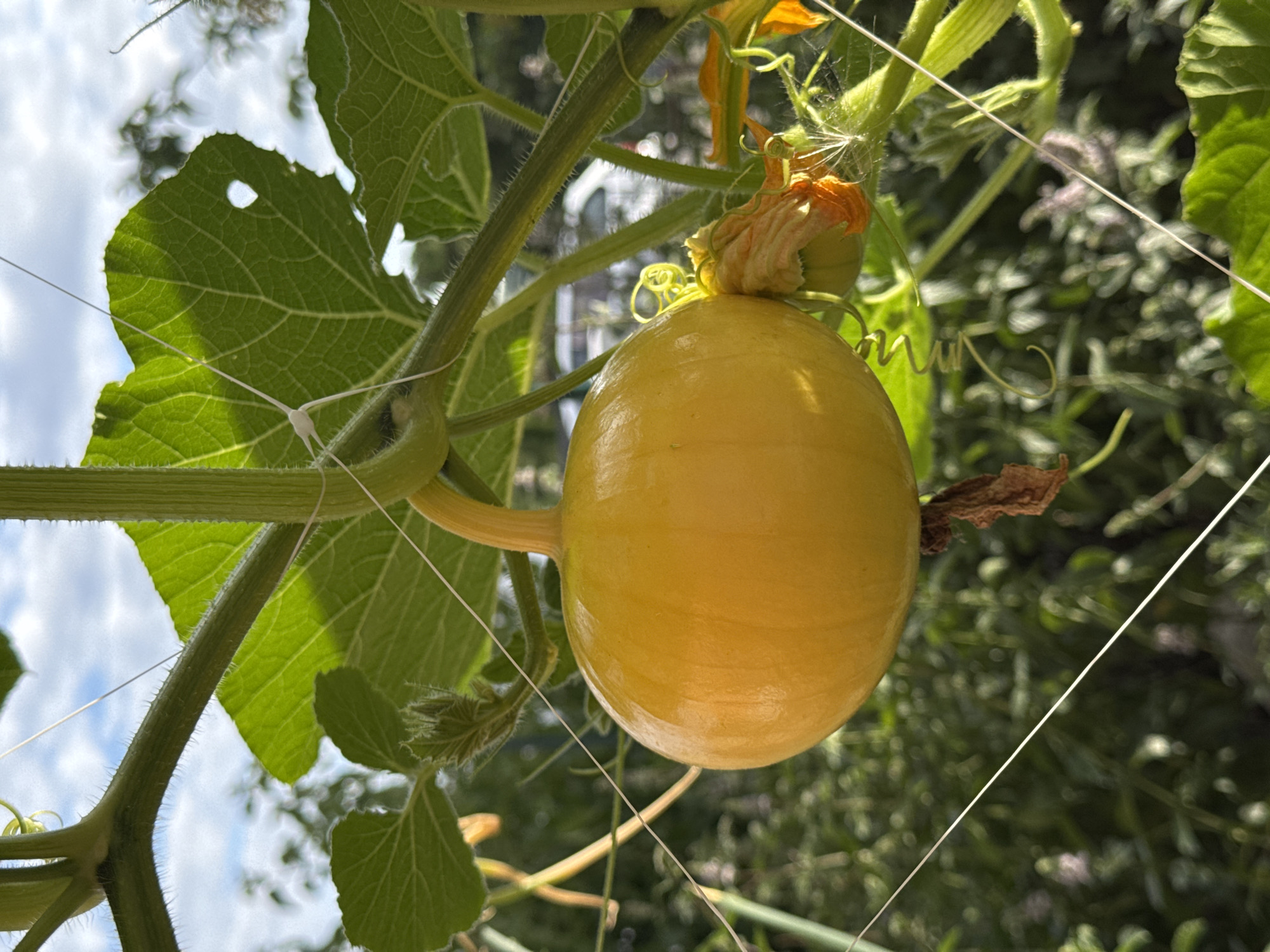 A small, round, bright yellow pumpkin hangs from a green vine, supported by white twine, against a background of green leaves and a cloudy sky. The pumpkin has a short, thick stem and a dried brown leaf attached below it. To the right of the pumpkin, a wilting orange flower with delicate, wispy filaments is visible. The vine is covered in fine hairs. The overall scene suggests growth and nature, possibly in a garden or allotment. The image does not contain any specific landmarks or elements that can pinpoint its location to Wettstetten, Germany.