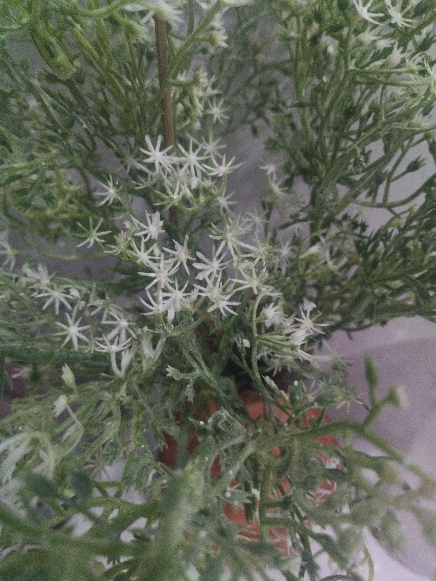 A close-up, head-on, vertical shot captures a dense cluster of small, star-shaped white flowers and green, needle-like foliage. The plant appears to be artificial, with a dusty, almost frosted texture on the leaves and a stiff, brown stem visible in the upper center. The lighting is diffused and somewhat dim, creating a soft focus effect throughout the image. The background is a blurry mix of gray and a reddish-brown, suggesting an indoor setting with muted colors. No people or specific activities are depicted. The image is consistent with a decorative plant, possibly found in a home or establishment in Sukaraja, Indonesia.