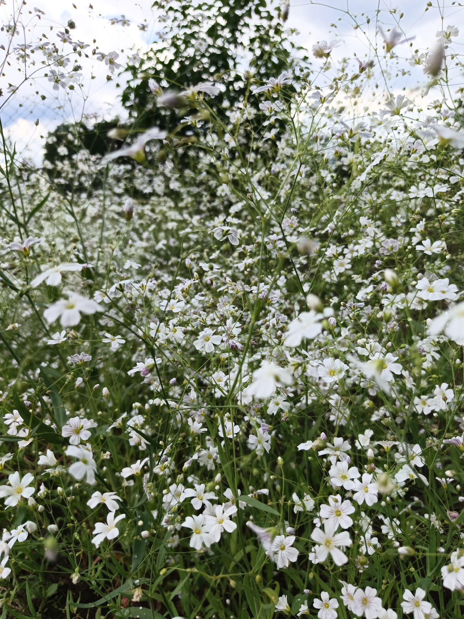 This is a close-up, low-angle shot of a dense field of small white flowers with green stems and leaves. The flowers are delicate, with five petals and yellow centers, and some have purple streaks. The background is blurred, showing more of the flowers and a dark green mass of foliage, possibly a tree. The sky is visible at the top, with hints of clouds. The lighting suggests it is daytime, possibly overcast or early morning/late afternoon. The image was taken in the vicinity of the city of Loseva, Belarus. There are no people or animals present in the image.