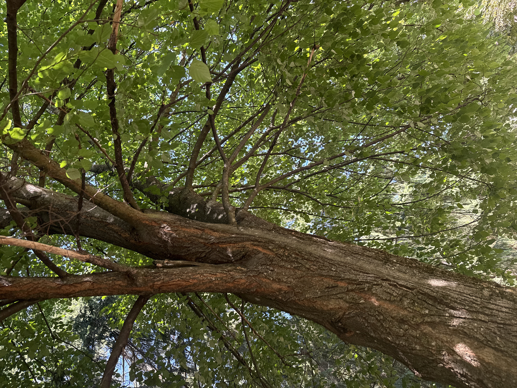 The media file is a low-angle shot of a large tree with a thick, textured trunk and branches. The trunk is a rich brown with visible bark patterns, and it extends diagonally across the frame from the lower left to the upper right. Smaller branches and twigs extend from the main trunk, covered in a dense canopy of vibrant green leaves. Sunlight filters through the leaves, creating a dappled effect and highlighting the lush foliage. The leaves are varied in shape and shade, with some appearing lighter and almost translucent due to the sunlight.
The scene is set outdoors, with the impression of a wooded or park-like environment. The bright green of the leaves and the quality of light suggest a daytime scene, likely during the warmer months. The sky is visible in small patches between the leaves, appearing a clear blue, indicating fair weather. There are no people or animals visible, focusing the attention solely on the natural subject of the tree. The composition emphasizes the scale and texture of the tree, with the upward perspective giving a sense of looking up into its canopy. The overall mood is one of natural tranquility and the abundance of the summer season. The image was taken in Tsyhanivtsi, Ukraine. There is no visible text in the image.