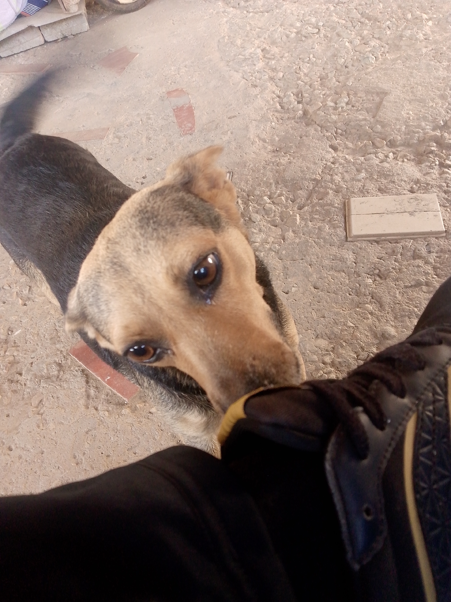 The scene depicts a close-up, high-angle shot of a dog interacting with a person. The dog is tan and brown, with a pleading expression, and appears to be nudging or sniffing the person's leg, which is clad in black pants. The person is wearing a black shoe with gold details. The location appears to be an outdoor area, possibly a yard or a street, with a rough concrete surface. The specific location is La Tagua, Venezuela.