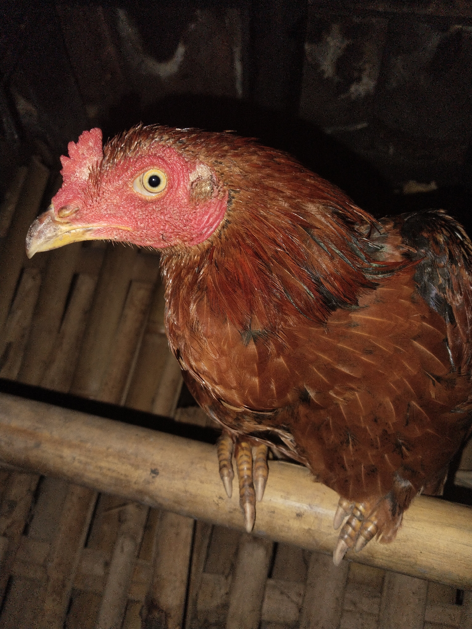 A brown chicken with a red head and yellow beak is perched on a bamboo pole. The background is dark and indistinct, possibly a coop or enclosed space constructed from bamboo. The chicken is in Unknown, Unknown.