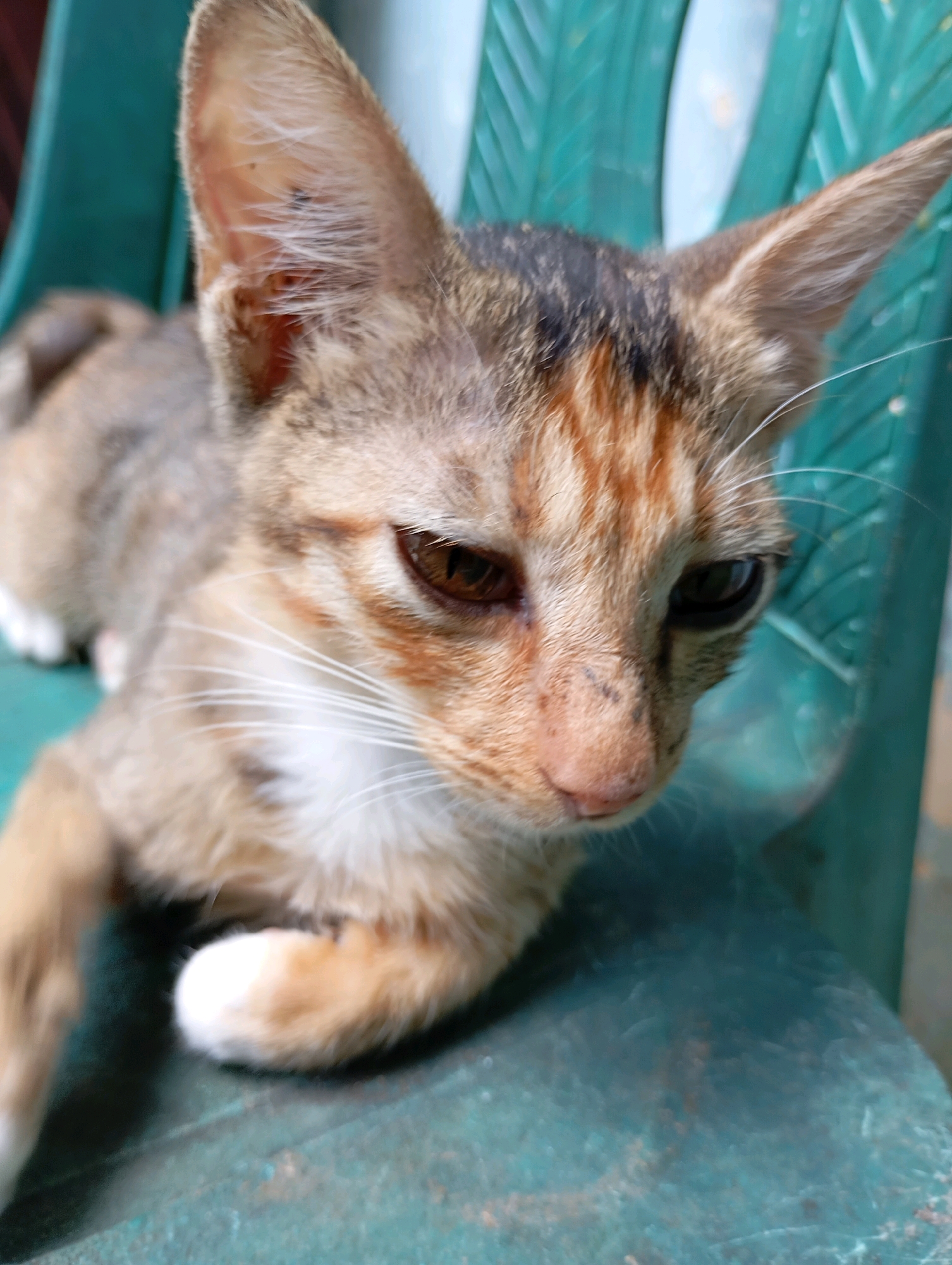 A brown tabby kitten is lying on a green plastic chair. The kitten is lying on its side, with its head resting on its paws. The kitten's fur is short and soft, and its eyes are large and round. The kitten's ears are pointed and alert. The background is a blurry green and white. The image appears to have been taken outdoors, possibly in a backyard or garden.
