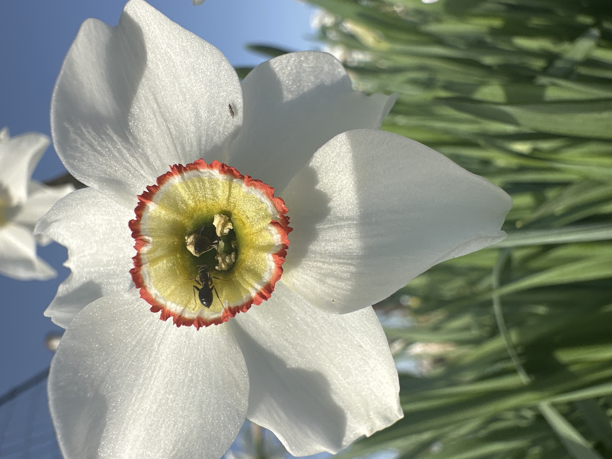The image shows a close-up of a white daffodil flower with a yellow and red center. Two ants are visible inside the flower's center. A few other white daffodil flowers are visible in the background, along with green foliage. The sky is blue in the upper left corner. The scene appears to be outdoors during the day. The location is Unknown, Unknown.