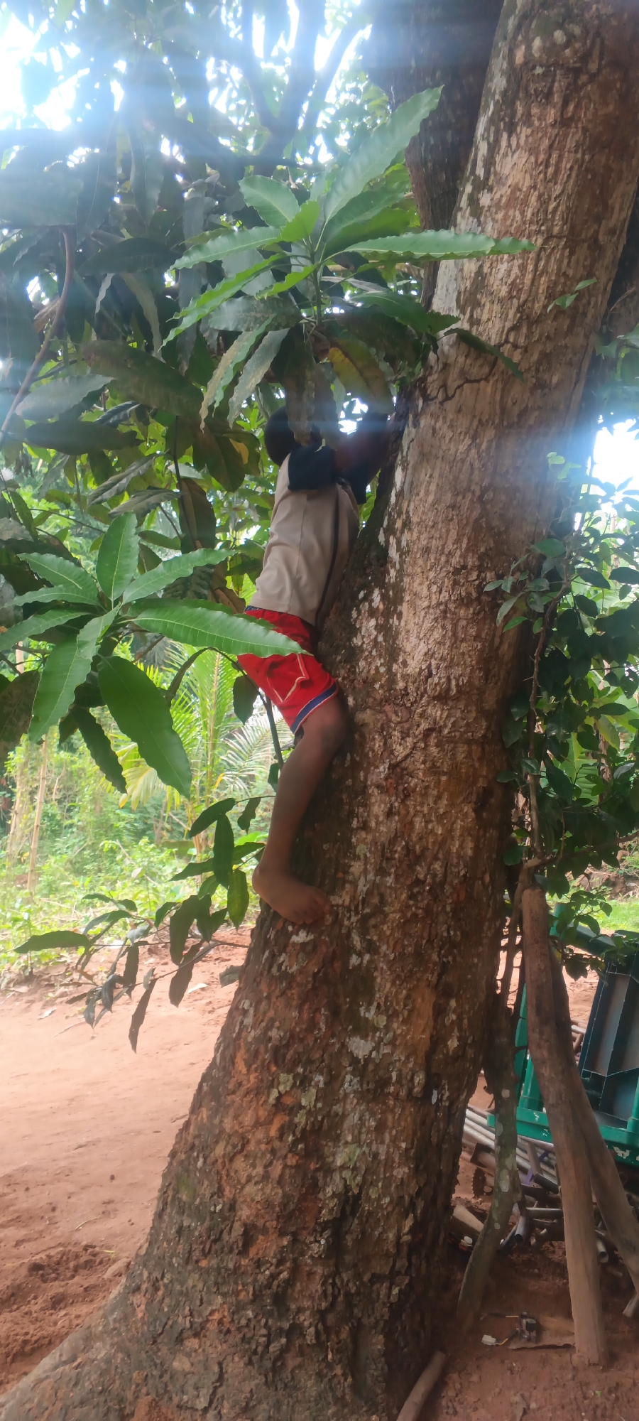 A person is climbing a tree in Eziudo, Nigeria. The person is wearing red shorts and a tan shirt. The tree has large green leaves. The ground is reddish-brown. A green vehicle and assorted metal pipes are at the base of the tree.