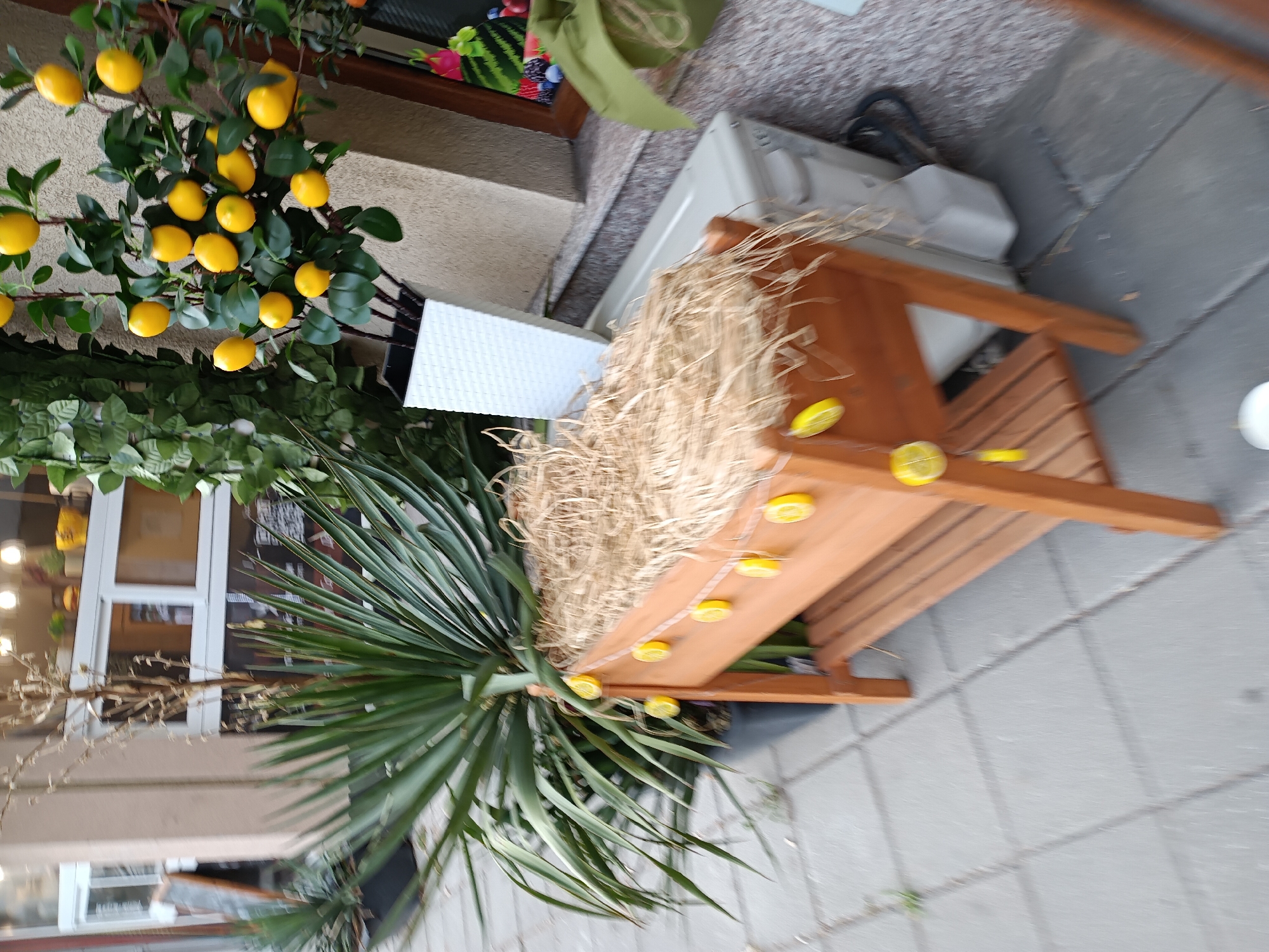 The media file displays an outdoor scene with decorative elements and a planter. The primary subjects are artificial lemons on a branch, a wooden structure filled with straw, and greenery.
The wooden structure, resembling a small bench or display, is filled with dried straw and has a rustic appeal. Several yellow, lemon-shaped objects are placed along the wooden slats, suggesting a decorative arrangement. A sprig of dried branches with thin, light-colored stems is also present, adding to the natural, somewhat whimsical aesthetic.
In the foreground, a lush green yucca plant with long, spiky leaves is prominent, providing a contrast to the lighter colors of the lemons and straw. Behind the yucca and wooden structure, a white, textured surface, possibly a planter or a piece of outdoor furniture, is visible. Further back, a building facade with windows and a hint of interior lighting can be seen.
The scene appears to be set outdoors, likely on a paved area, indicated by the gray, interlocking pavers on the ground. The lighting suggests it could be daytime, though the exact time of day and weather conditions are not definitively discernible. There is no visible text in the image. The overall impression is one of an outdoor decorative display, possibly in a cafe, shop entrance, or garden setting, with a focus on natural or fruit-themed elements. The arrangement evokes a summery or Mediterranean feel.