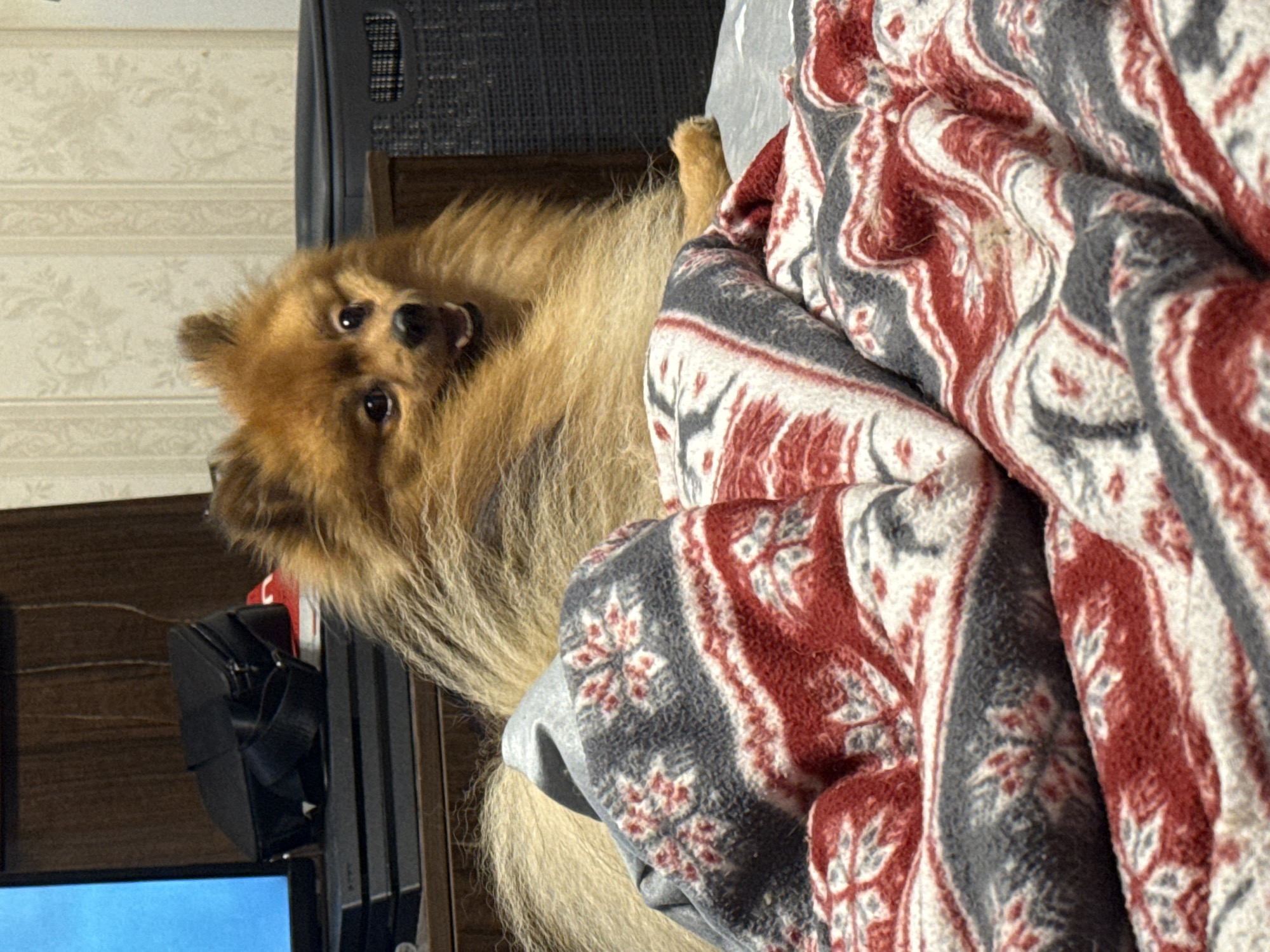 A medium-sized Pomeranian dog is lying under a blanket with a grey, red, and white snowflake pattern. The dog is positioned with its head and upper body facing the viewer, looking upwards. Behind the dog and to the left, there is a dark-colored electronic device with visible cables and a monitor showing a blue screen. The background includes a wall with a beige patterned wallpaper. The location is indoors.