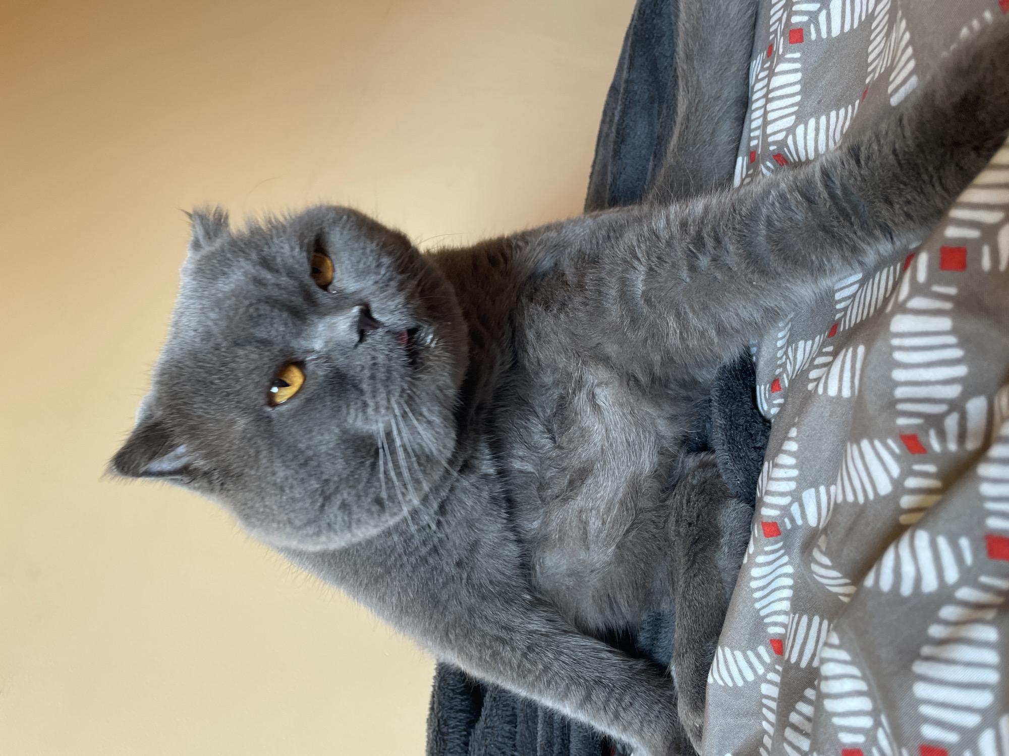 A medium shot of a grey cat with orange eyes is sitting on a bed. The cat is facing forward and looking slightly to the right. The cat's mouth is slightly open, and its tongue is visible. The bed is covered with a grey blanket and a patterned sheet. The background is a plain beige wall.