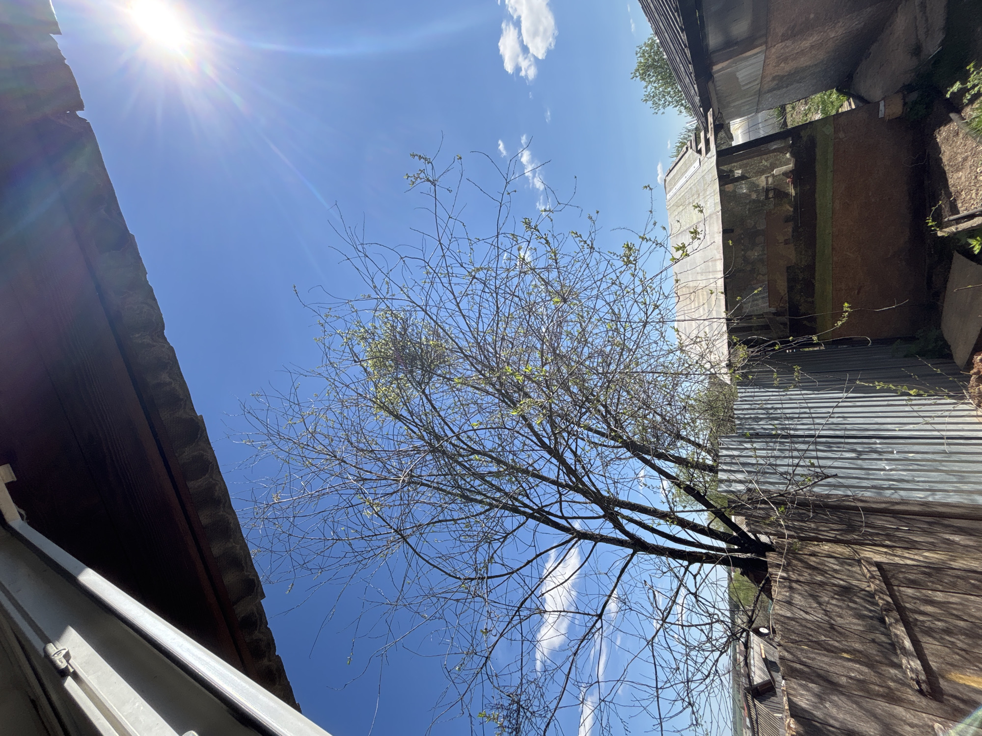The image, taken looking upwards, captures a sunlit sky partially obscured by tree branches with nascent leaves. The blue sky is punctuated by a few scattered clouds and the bright glare of the sun. The tree is positioned in the center of the frame. On the periphery, sections of buildings are visible, providing a constrained urban context. The building on the left appears to have corrugated roofing, while the building on the right is composed of multiple textures and materials including corrugated metal and wood. The location is Фоки, Russia. No people are visible.