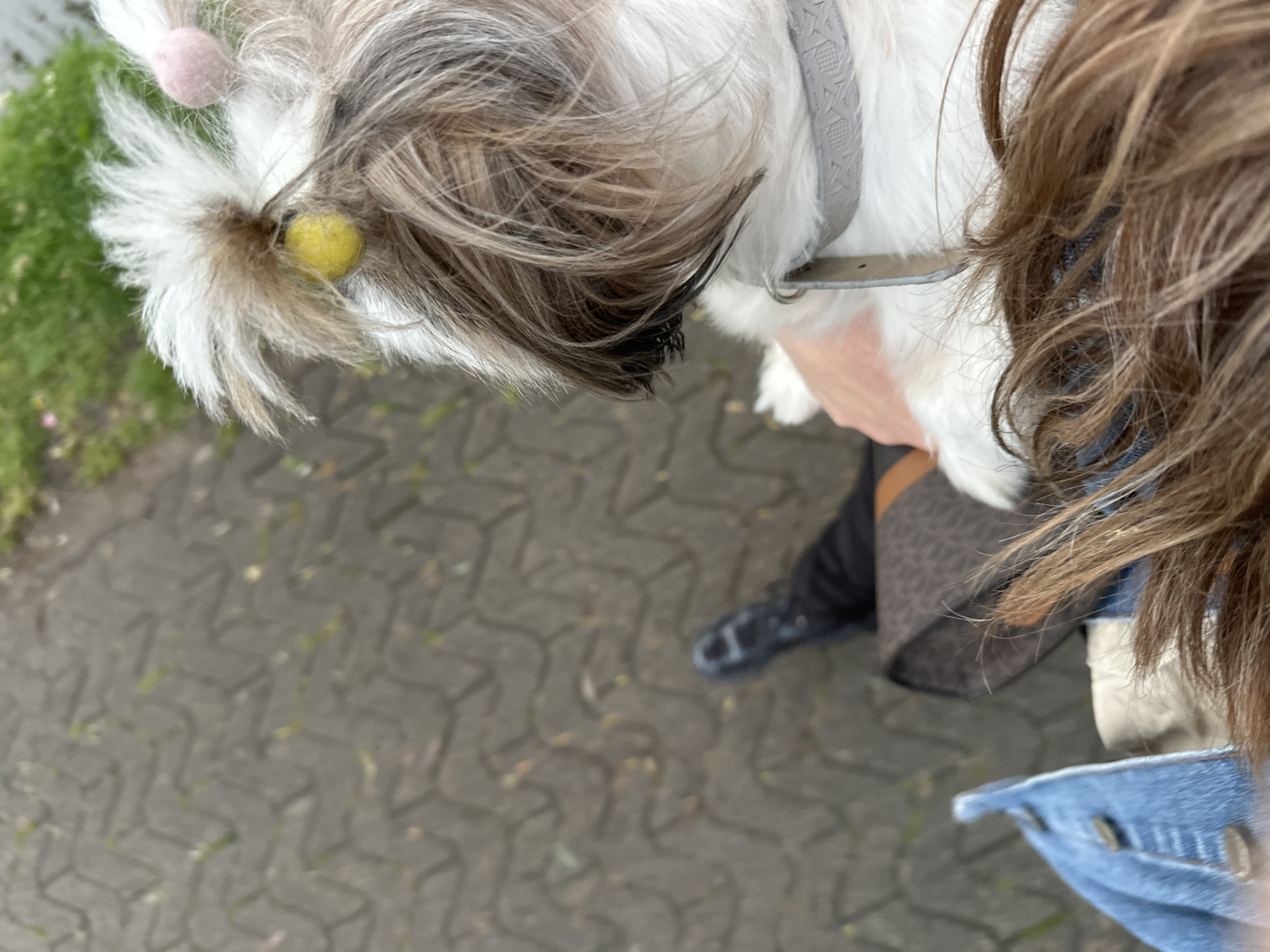 A downward-angled, close-up photograph depicts a person holding a small, white and brown dog with two decorative pom-poms attached to its fur. The dog wears a gray collar with a metal buckle. The person is wearing a blue denim jacket, a patterned skirt, and black shoes. The background shows a gray, herringbone-patterned paved surface and a patch of green grass to the upper left. The location is implied to be in the city of Batumi, Georgia, though no specific landmarks are visible.