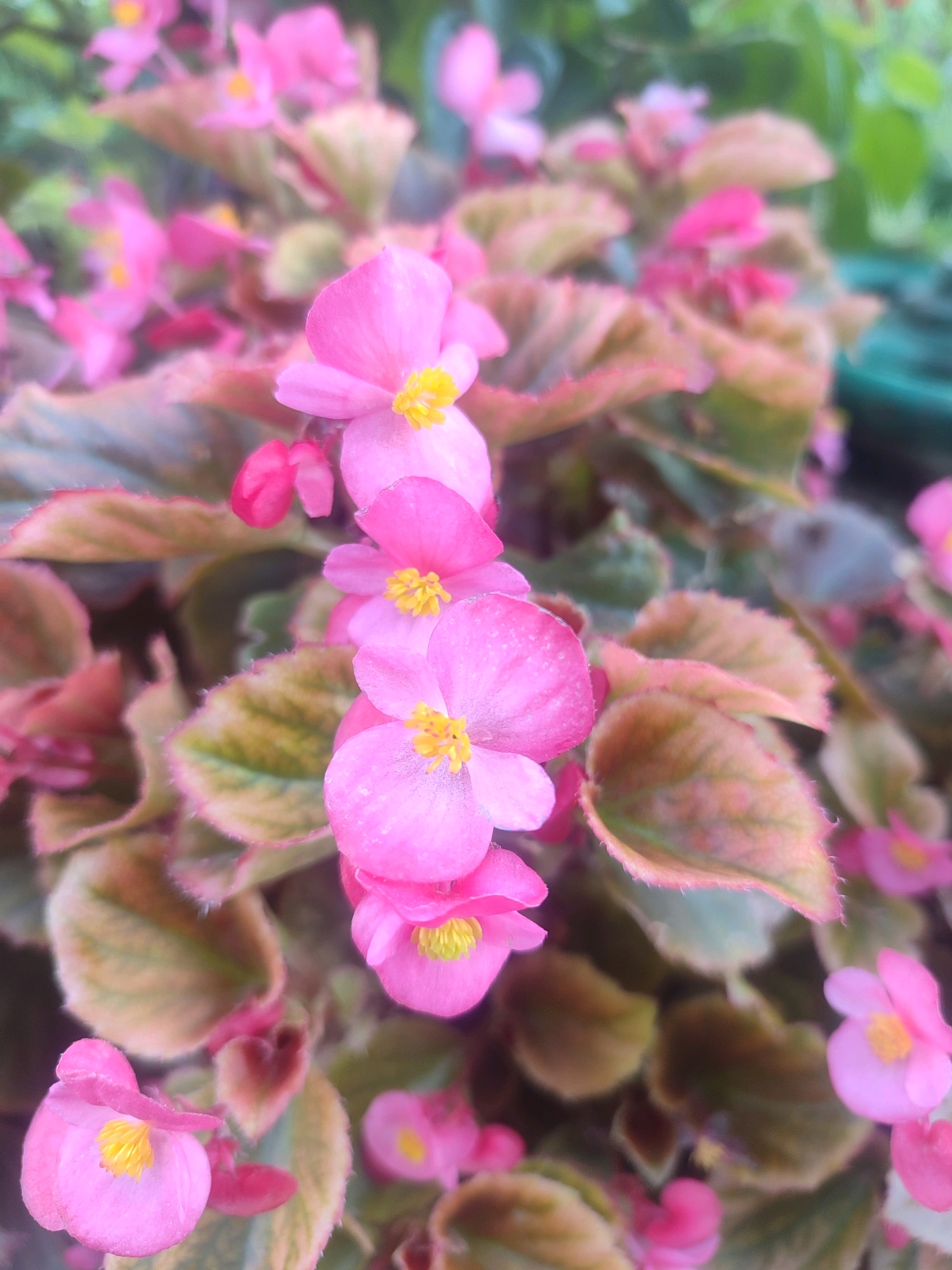 The image is a close-up, macro photograph of a cluster of pink begonia flowers and their variegated, heart-shaped leaves. The flowers are small, with delicate pink petals and bright yellow centers. The leaves are a mix of green and reddish-brown, with fuzzy edges. The background is a soft, blurred green, suggesting a garden setting. The lighting is bright and diffused, highlighting the vibrant colors of the flowers and leaves. There are no people or discernible man-made objects in the image, but the presence of a green pot in the upper right corner suggests it is likely a cultivated plant. The image does not contain information that would allow for a specific location in Tashkent, Uzbekistan to be identified.