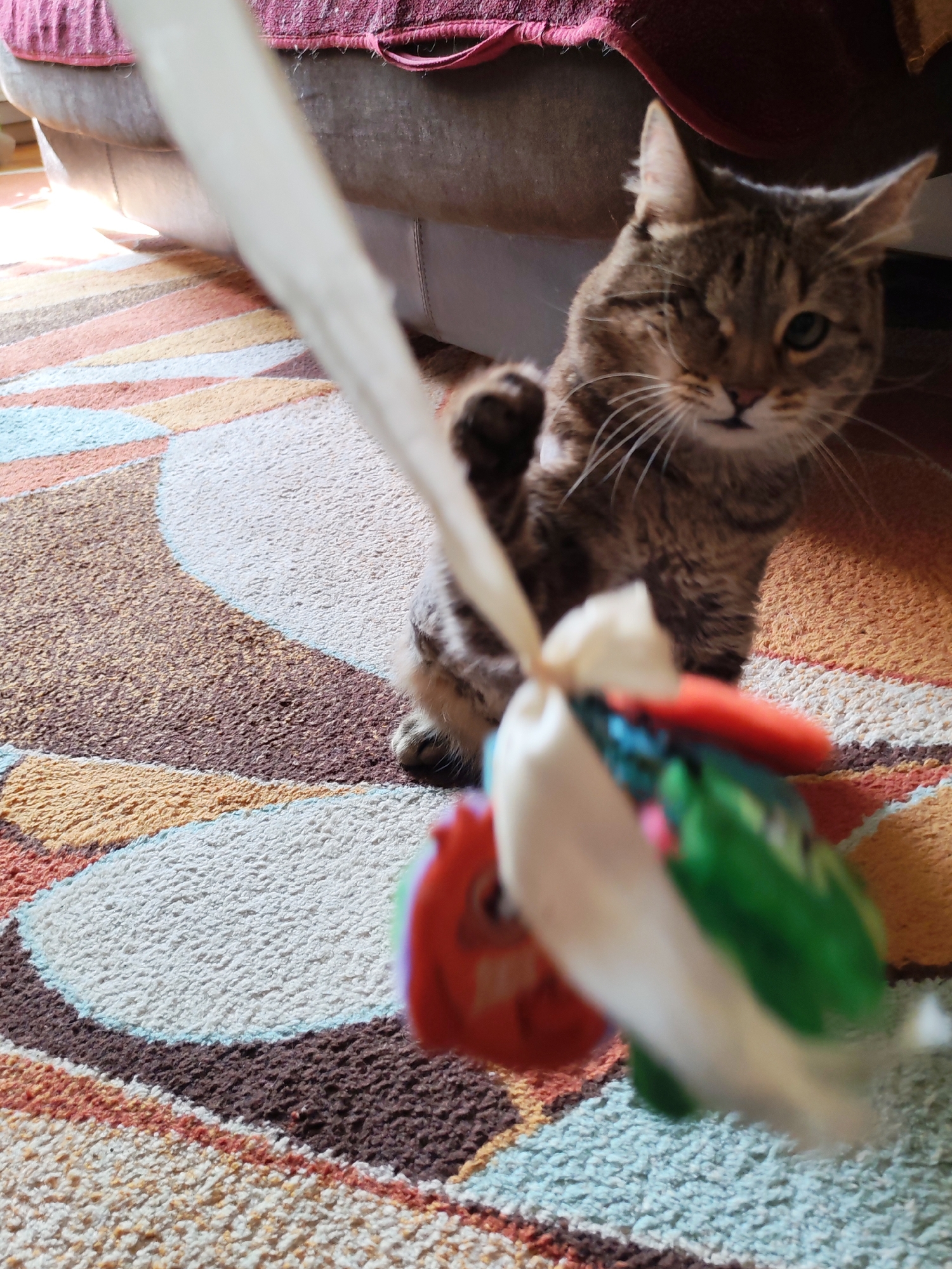 This image, taken in Izhevsk, Russia, features a playful tabby cat indoors. The main subject is a brown and black striped cat, distinctive for having only one eye visible, its left eye from the viewer's perspective. The cat is actively engaged in play, looking directly at a blurry, brightly colored toy (red, green, and white/cream) that dangles in the foreground. Its left front paw is raised, indicating an imminent pounce or swat at the toy.
The cat is situated on a multi-colored, patterned rug that displays abstract, curving shapes in shades of brown, beige, orange, and light blue. In the background, parts of a grey or light-colored upholstered couch are visible, partially covered by a reddish-pink fabric. The scene is brightly lit, suggesting natural sunlight coming from the left, illuminating portions of the rug and furniture. The overall mood is lively and focused on the cat's interaction with its toy. There is no visible text in the image.