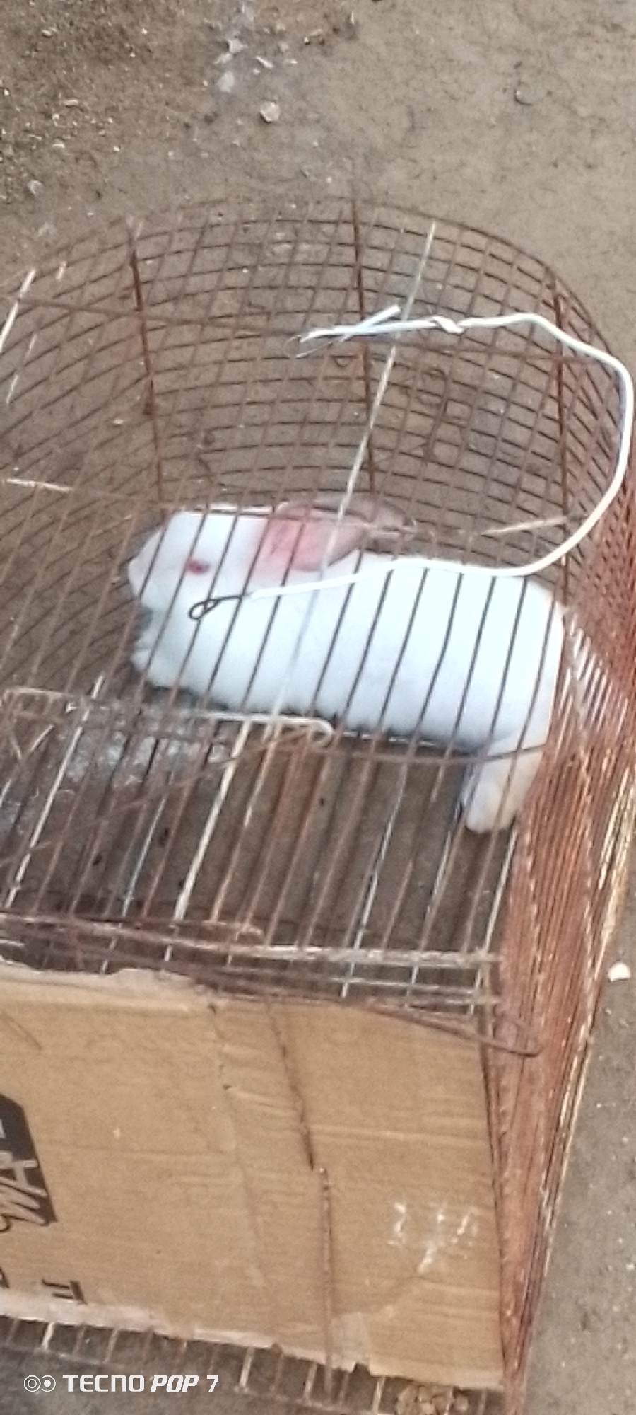 A white rabbit with pink ears is inside a rusty metal cage. The cage appears to be made of wire mesh and has a conical shape. A white string is tied around the top of the cage. The cage is placed on top of a cardboard box. The ground beneath the cage is dirt with some small stones. A watermark at the bottom of the image indicates "TECNO POP 7". The location is specified as Altagracia, Venezuela.