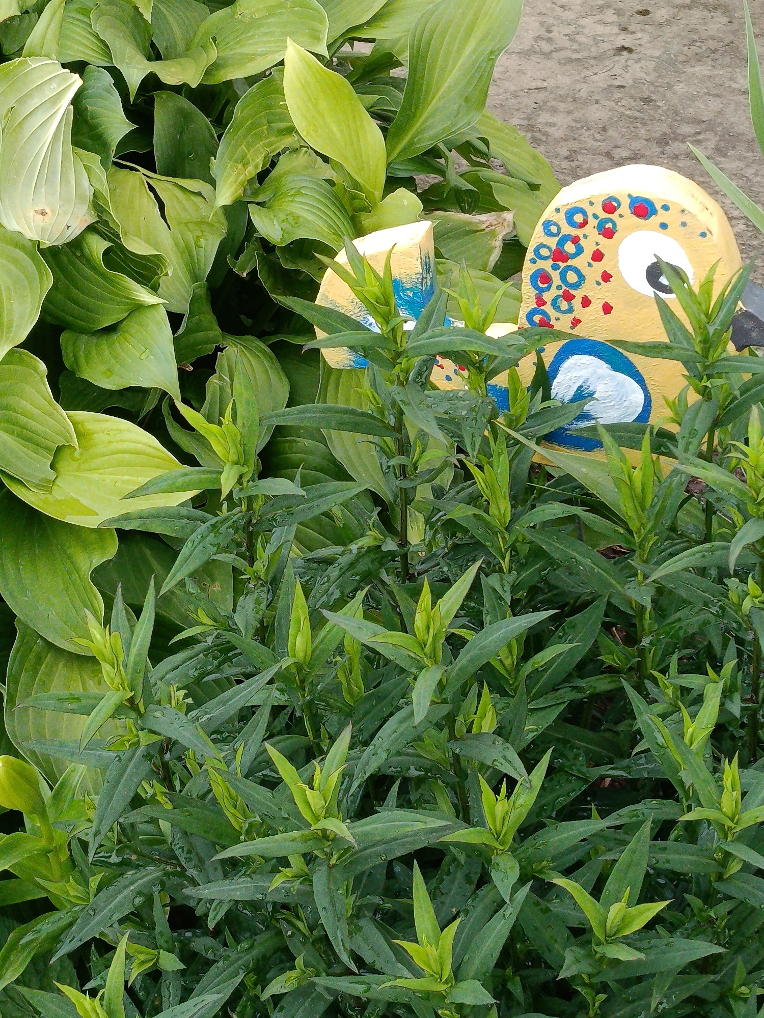 This is a close-up, eye-level, vertical shot of a garden scene in Belarus. The foreground is dominated by lush, green foliage, with tall, slender plants featuring pointed leaves. The leaves are wet, suggesting recent rain or dew, and glisten in the natural light. In the middle ground and background, large, broad hosta leaves in various shades of green, some with a lighter, almost yellow hue, create a dense backdrop.
Partially obscured by the plants are two wooden garden ornaments painted to resemble birds. One, more visible, is painted yellow with a large white eye rimmed in black, and a blue and white feathered detail for its cheek. Its head is decorated with an abstract pattern of red and blue circles. The other ornament, to the left, is similar in construction but less distinct in detail, showing some blue painted markings. The ornaments are placed amongst the greenery, adding a touch of whimsical decoration to the garden.
The overall impression is of a vibrant, well-maintained garden, possibly photographed after a rain shower. The setting appears to be a residential garden or a public green space. The lighting is soft and diffused, consistent with an overcast day or early morning/late afternoon. There is no visible text in the image.
