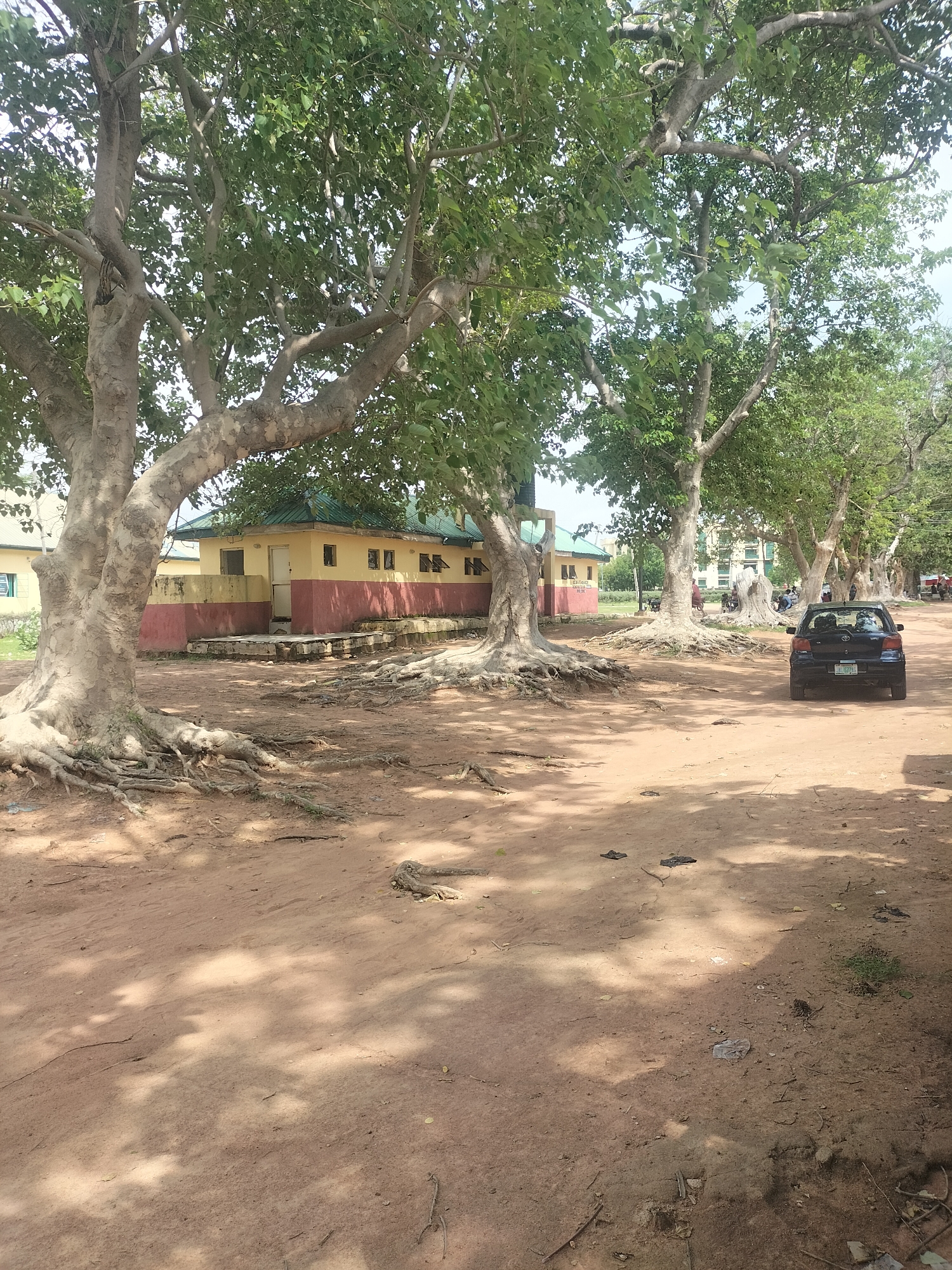 A dark sedan with license plate JIL 674C is parked on a dirt road lined with large trees with exposed root systems. A two-story building with a green roof and yellow and red exterior is visible behind the trees on the left. The building has multiple windows and a doorway. The ground is sandy and appears dry, with scattered debris. Several people are visible in the background, some near other buildings and trees. The sky is clear and bright. The scene appears to be an outdoor area in a warm climate, possibly on a university campus or a public space. This location is identified as Jalingo, Nigeria.