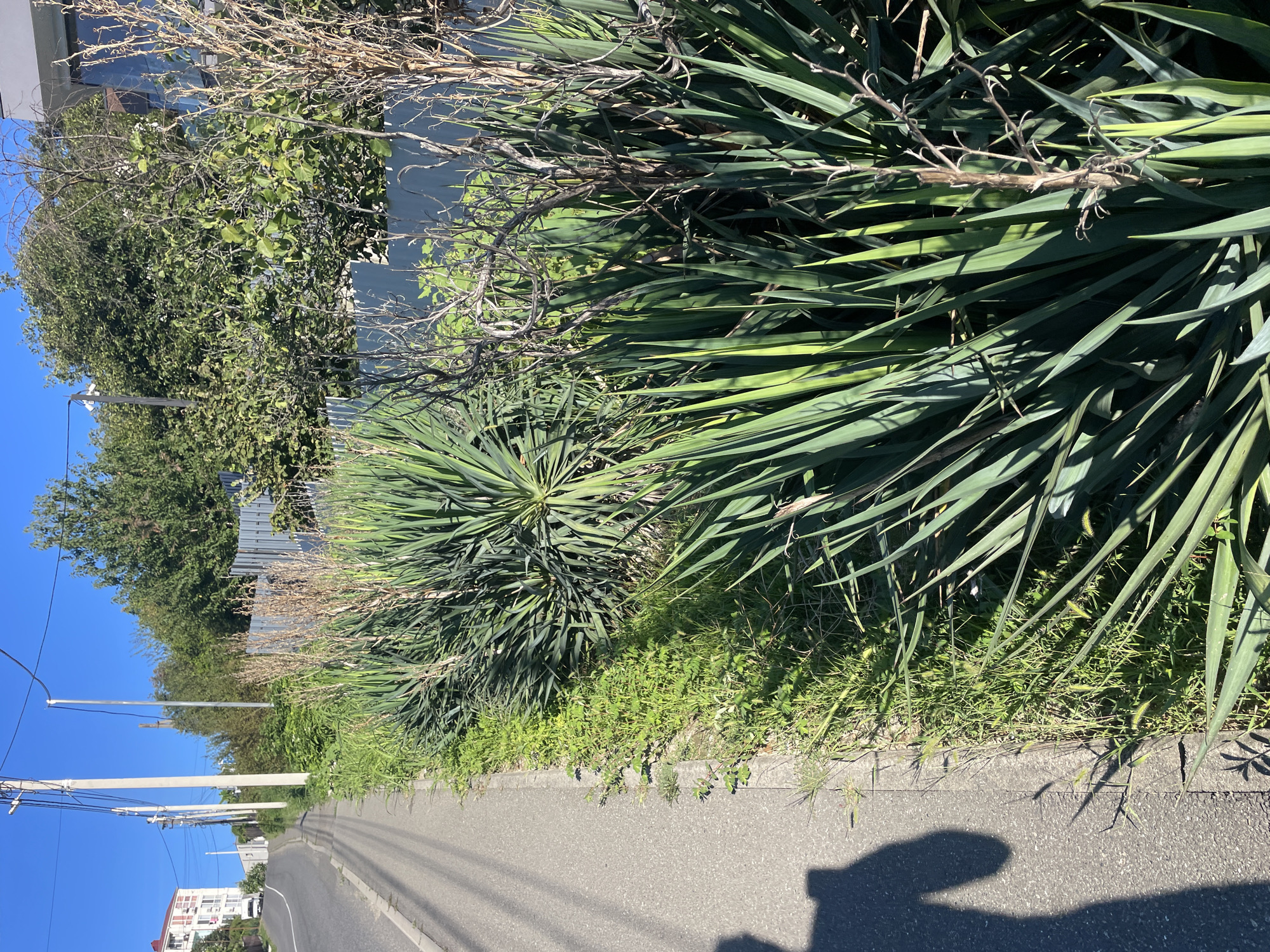 The image captures a view of a paved road with a sidewalk and lush vegetation on the right side. The road slopes upwards and to the left, with power lines running along the left side. A white vehicle is visible on the road in the distance, and a multi-story building is situated on the left hillside. The vegetation consists of dense, spiky green plants, possibly yuccas, interspersed with dry, twiggy branches. Behind the plants, a grey metal fence runs horizontally across the frame, partially obscured by trees and foliage. The sky is clear and blue, indicating a sunny day. In the foreground on the left, a shadow of a person is cast on the sidewalk, suggesting the presence of an individual taking the photograph. The scene appears to be in an urban or semi-urban environment, likely in Baranovka, Russia, given the context.