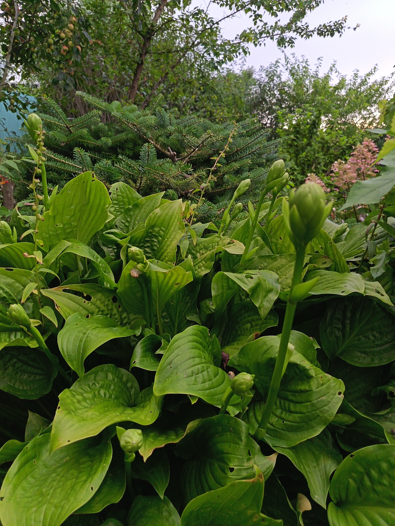 The image shows a close-up of several large, green hosta plants with unopened flower buds. The hosta leaves are broad and veined, with some small holes and blemishes. In the background, there are green pine needles from a conifer tree and some pink flowers, possibly hydrangeas, blurred out of focus. The scene appears to be in a garden setting, under natural light. The location is described as Unknown, Unknown. There are no people or animals visible in the image.