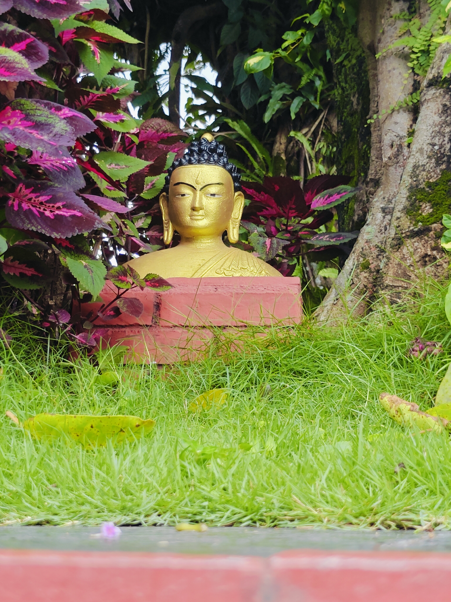 A golden Buddha statue's head and shoulders are visible, emerging from behind lush green grass. The statue is positioned in front of a red brick structure. Behind the statue, dense foliage of green and deep purple leaves is visible, with a large tree trunk on the right side of the frame. The scene appears to be outdoors, with natural light. This image was taken in Pokhara, Nepal.