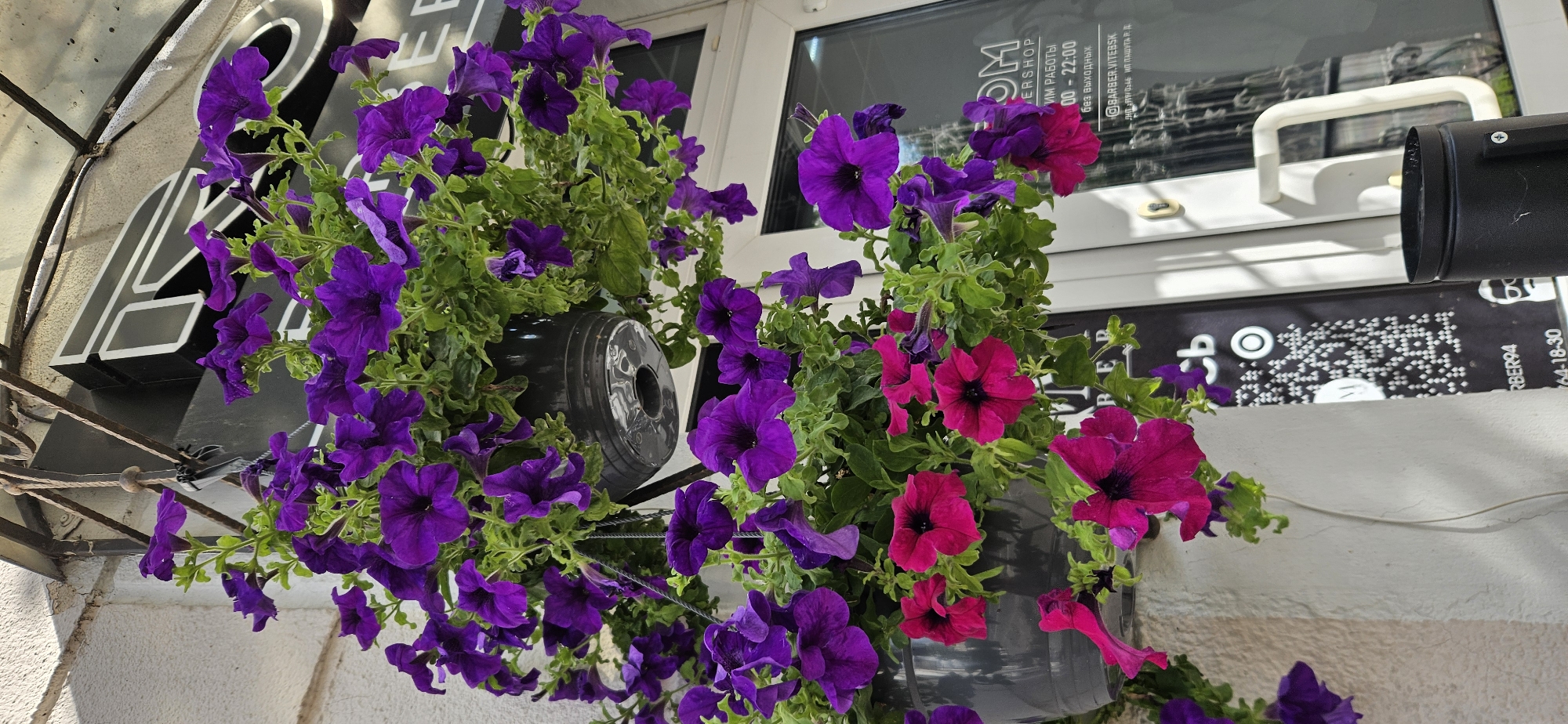 The image shows a close-up of two hanging flower baskets filled with blooming petunias, predominantly in vibrant purple and fuchsia colors. The baskets are suspended from a metal bracket above a storefront. On the storefront window, a sign is partially visible with text including "BARBER.VITEBSK", suggesting the location is a barber shop in Vitsebsk, Belarus. The sign also displays operating hours and what appears to be a QR code. The building facade to the left is made of textured white material. The lighting indicates it is daytime with shadows cast from the bracket and flowers. A black trash receptacle is visible in the lower right corner.