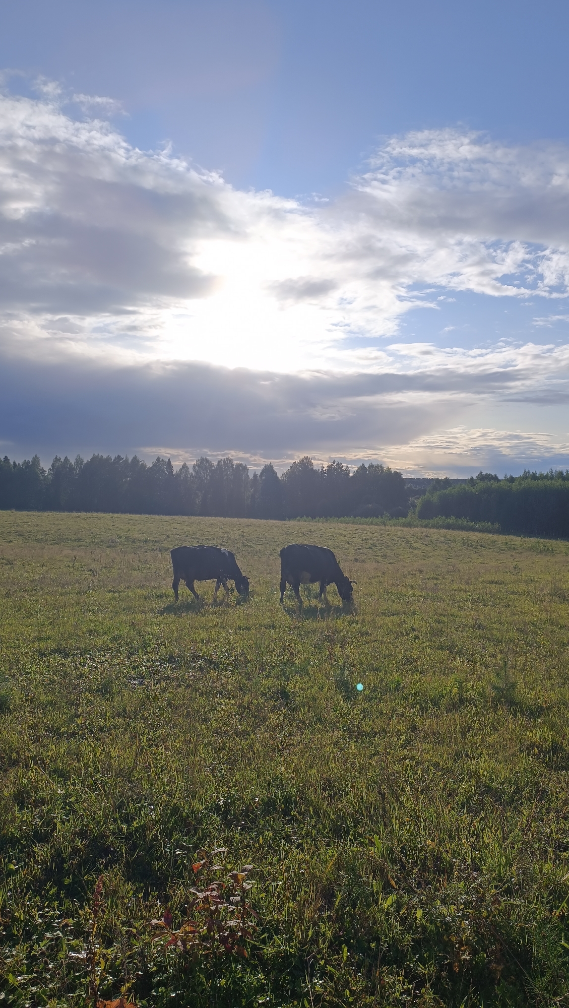 Two dark-colored cows graze in a grassy field under a cloudy sky. The sun is partially obscured by clouds, casting a bright light. A dense line of trees forms the horizon behind the field. The foreground shows tall grass and some leafy plants. The scene appears to be a rural landscape, potentially in or around Karsha, Russia, given the context provided. There are no people visible in the image.