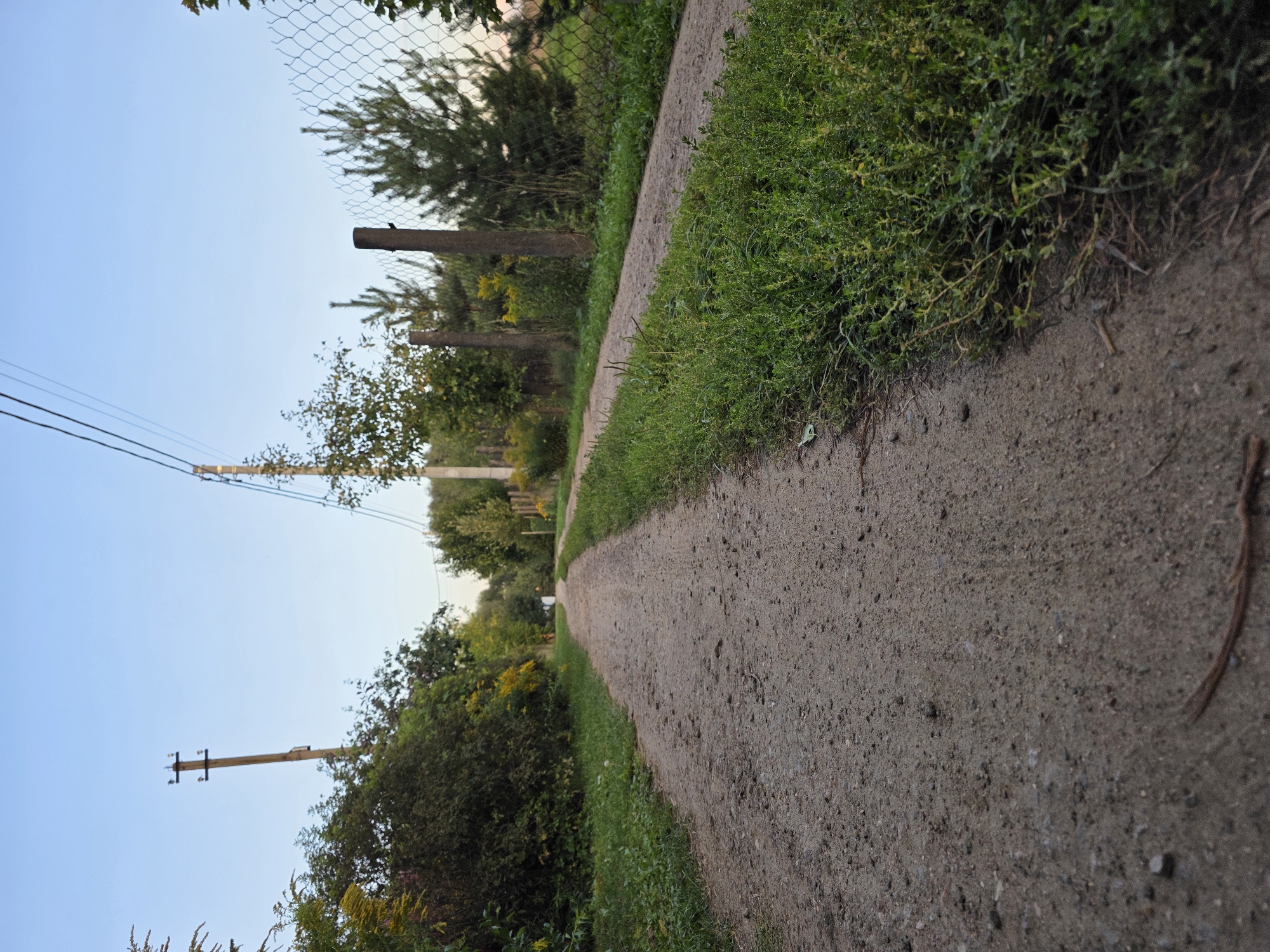 The image depicts a low-angle view of a dirt road in a rural or semi-rural setting. The road is the primary subject, stretching into the distance and curving slightly to the right. It appears to be made of compacted dirt and gravel, with scattered small stones and debris. Lush green grass and vegetation grow along the left and right edges of the road.
To the left of the road, there is dense foliage and trees, with some yellow wildflowers visible among the greenery. A tall, slender utility pole with crossbars and insulators stands prominently on the left side of the road, partially obscured by trees. Further into the distance on the left, more trees and greenery line the road.
On the right side of the road, a wire mesh fence runs parallel to it, supported by wooden posts. Behind the fence, there are pine trees and other vegetation. The fence posts appear to be weathered and cylindrical. In the distance, the road continues past the fence and through a sparsely populated area with more trees and some structures that are not clearly identifiable.
The sky above is a clear, pale blue, indicating it is daytime, likely late afternoon or early evening given the soft lighting. There are power lines extending across the upper portion of the image, supported by utility poles.
There are no people or animals visible in the image, and no discernible actions are taking place. The scene is static and appears to be a quiet, natural environment. The overall impression is one of a country lane or a road in a dacha settlement. The mention of "Речицы, Russia" suggests a specific geographical context for this scene.