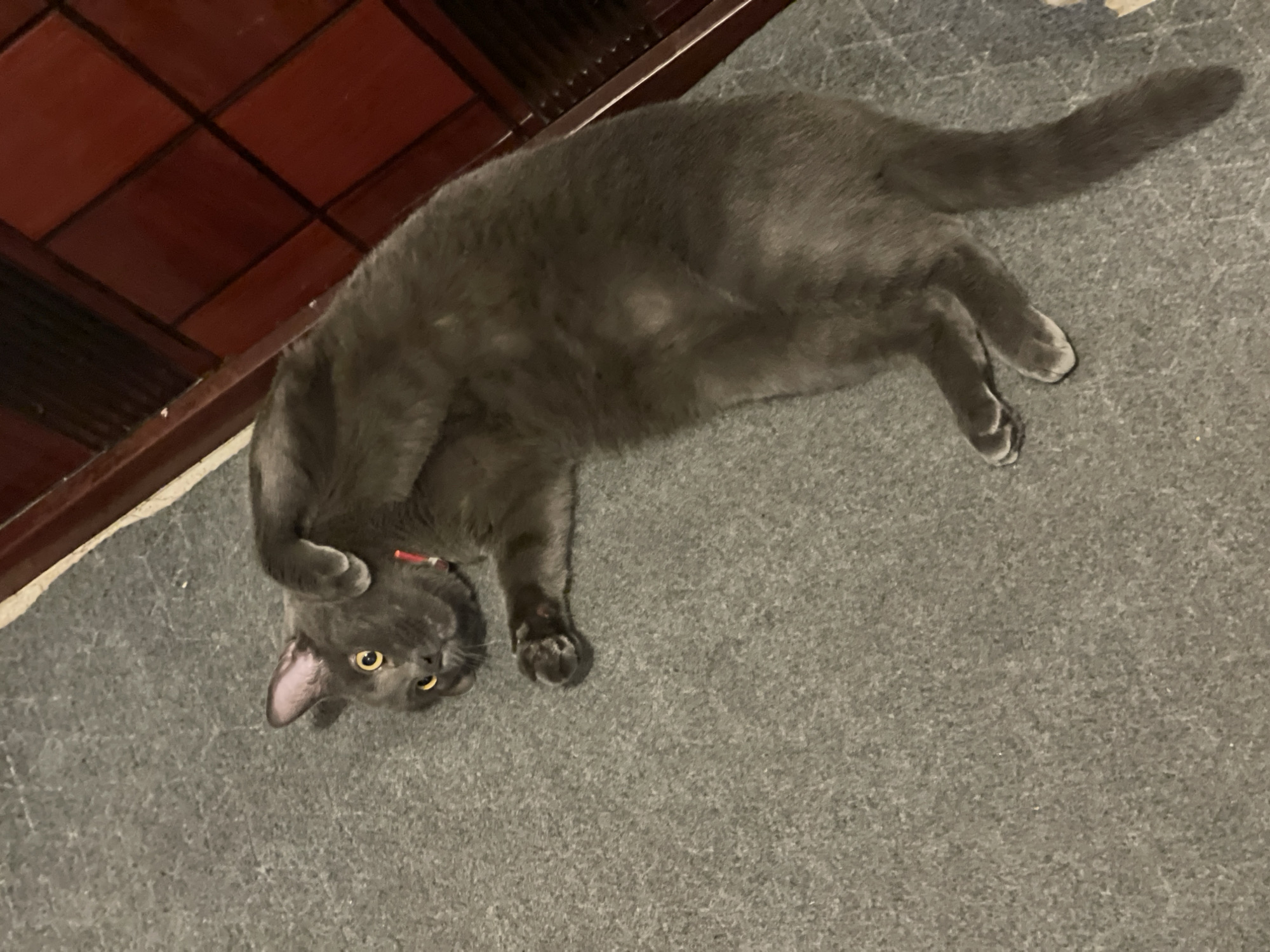 A dark grey cat with yellow eyes lies on its back on a grey carpet. The cat is wearing a red collar. To the right of the cat is a wooden piece of furniture with a dark red, checkered pattern. The image does not contain any information that would allow for the localization of the scene in the city of Sochi, Russia.