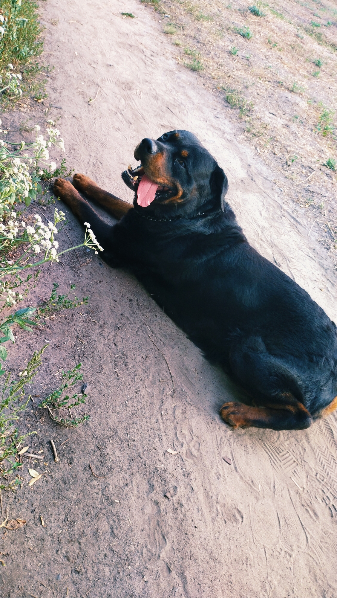 In Horishni Plavni, Ukraine, a Rottweiler dog lies on a dirt path, its tongue hanging out, looking towards the sky. The dog is black and tan, with a visible collar. The path is unpaved and surrounded by dry grass and some green vegetation with small white flowers. The ground shows footprints and tire tracks. The lighting suggests it is daytime, possibly late afternoon.