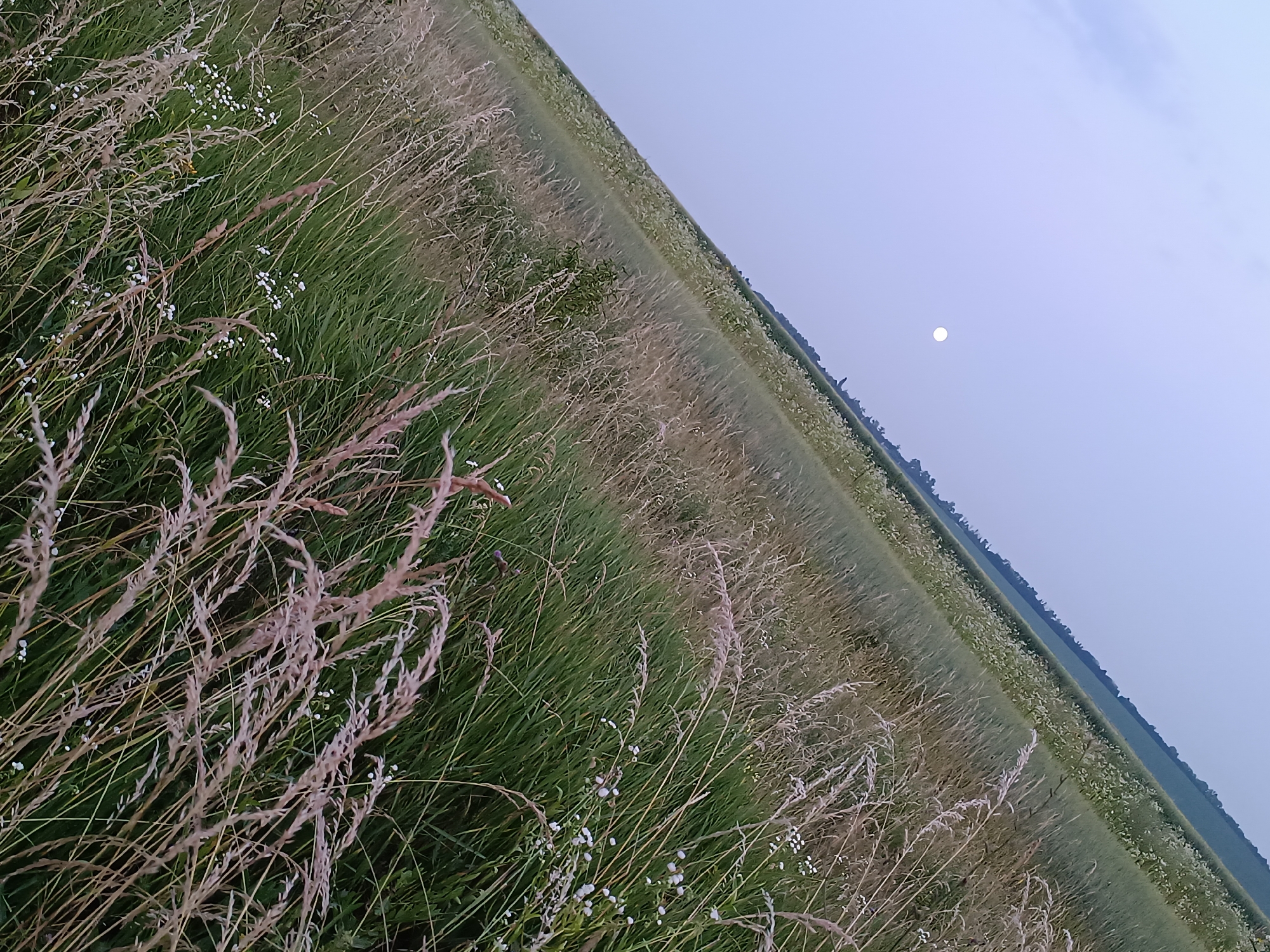 The image depicts a wide, diagonal view of a rural landscape in Lozova, Ukraine, under a pale, hazy sky. The foreground is dominated by tall, dry grasses with feathery seed heads, interspersed with small white wildflowers. These grasses are predominantly beige and light brown, creating a textured and slightly windblown appearance.
Beyond the immediate foreground, the landscape transitions into a field of greener, shorter grass, also dotted with small white flowers. This field stretches diagonally into the distance, where it meets a darker, tree-lined horizon. The overall impression is of a natural, uncultivated expanse.
In the upper right portion of the image, a small, bright white circle is visible in the sky, suggesting the presence of the moon or a bright planet. The sky itself is a pale blue, transitioning to a lighter hue closer to the horizon, indicating either early morning or late evening. The lighting is soft and diffused, implying overcast conditions or the twilight hours. There is no indication of human activity or specific events. The scene evokes a sense of peacefulness and the quiet beauty of the countryside. No text is visible in the image.