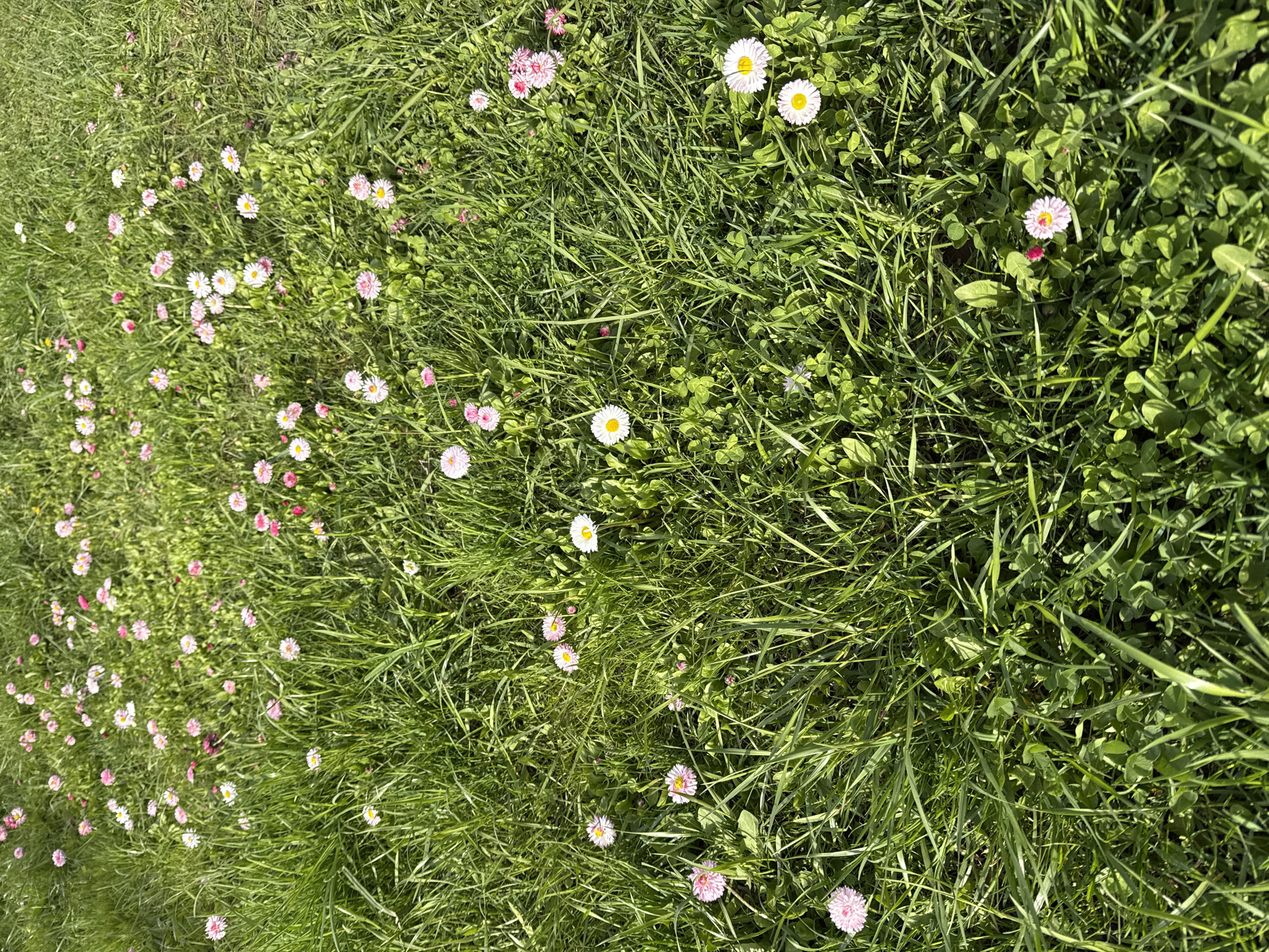 The image shows a patch of green grass interspersed with daisies. Some of the daisies have white petals and yellow centers, while others have pink petals and yellow centers. The grass appears to be growing in a slightly unkempt manner, and there are some patches of clover visible amongst the grass. There is no information on whether or not this is a location in Chaikovsky, Russia.