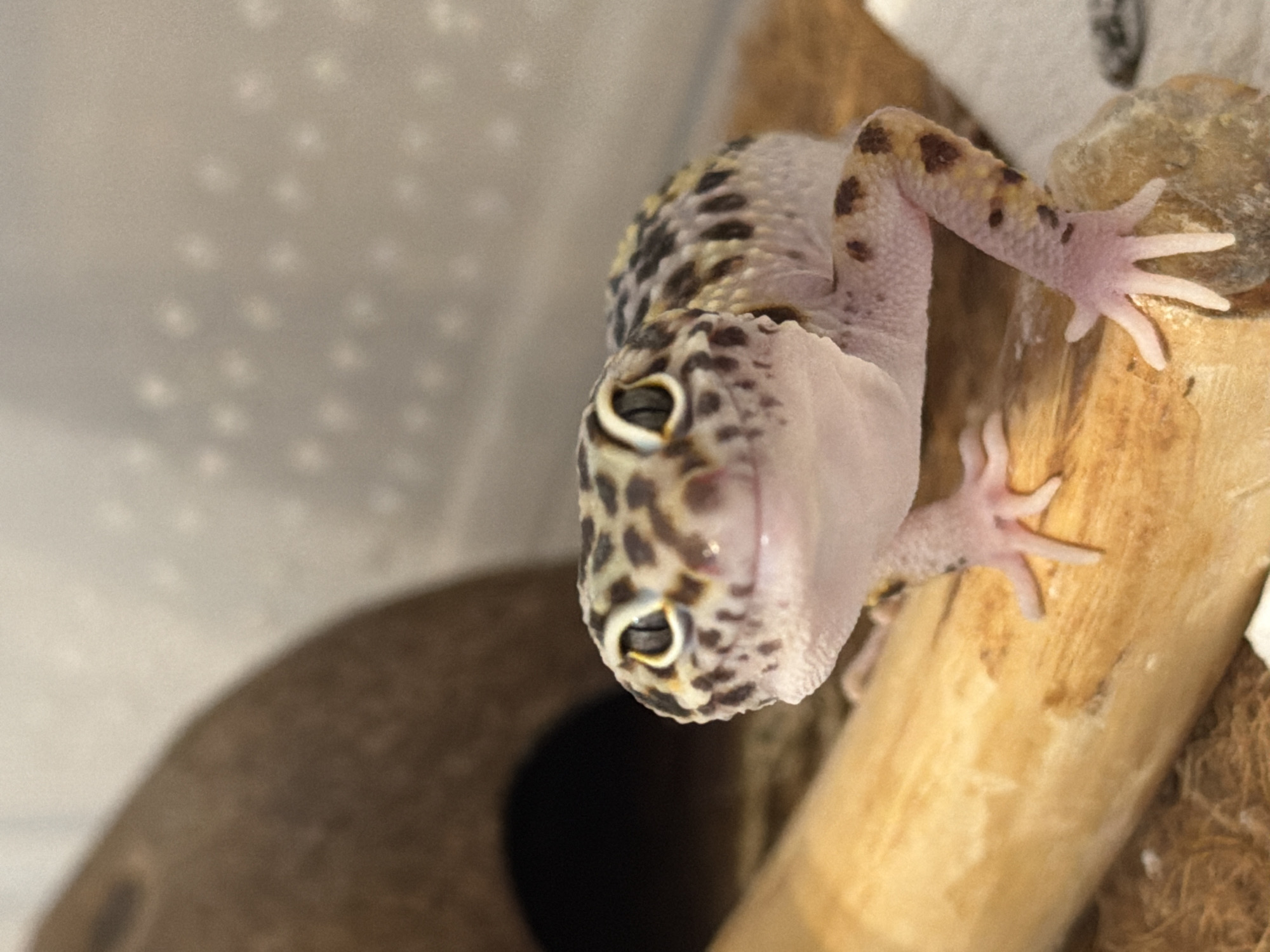 A leopard gecko clings to a light-colored wooden branch. Its skin is patterned with dark brown and yellow spots. The gecko is facing the camera, with its head angled downwards. In the background, there is a textured white surface and a dark, round object. The location of the scene is unknown and not specified in the prompt.