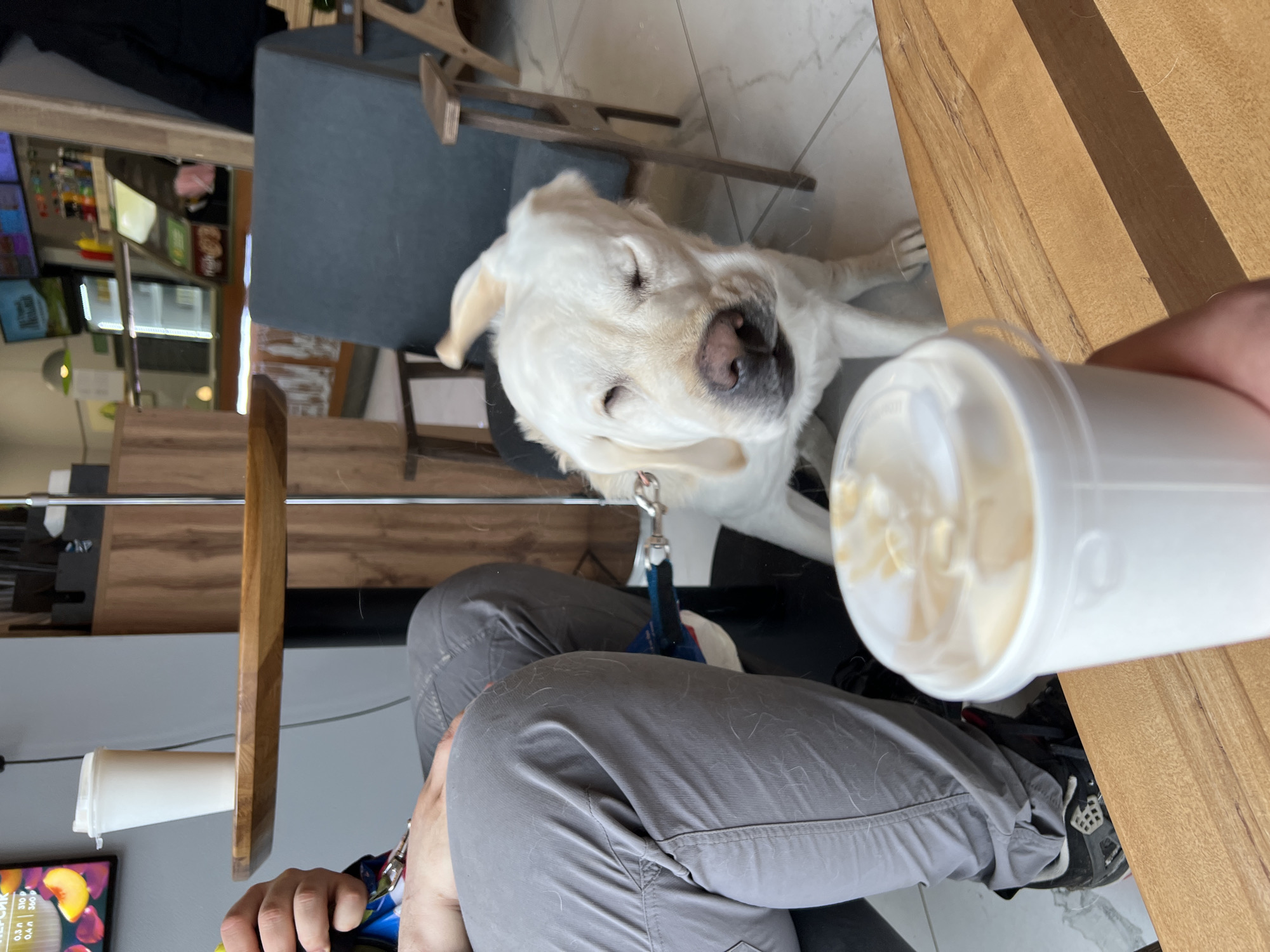 The image captures a candid moment in an indoor café or restaurant, likely in Mytishchi, Russia. A person is seated at a wooden table, with their white Labrador or Golden Retriever dog beside them. The dog is the central subject, looking upwards towards the camera or the person, with its eyes gently closed and head slightly tilted, possibly in a state of relaxation or anticipation. It wears a blue harness and is attached to a leash.
The person's lower body is visible, clad in grey pants that are noticeably covered in white dog hair, and dark athletic shoes. They hold a white takeaway cup with a lid, containing a creamy, frothy beverage, likely topped with whipped cream or foam. The cup is positioned close to the wooden table surface.
The setting features light-colored tiled flooring and wooden table surfaces. In the background, there are dark chairs and what appears to be a service counter or wall with several digital screens. One screen is clearly visible and displays Russian text: "ПЕРСИК" (Peach), along with volume options "0.3 л" and "0.4 л" and corresponding prices "310 ₽" and "360 ₽". The bright, diffused lighting suggests it is daytime. The overall atmosphere appears casual and comfortable, highlighting the bond between the pet and owner.
