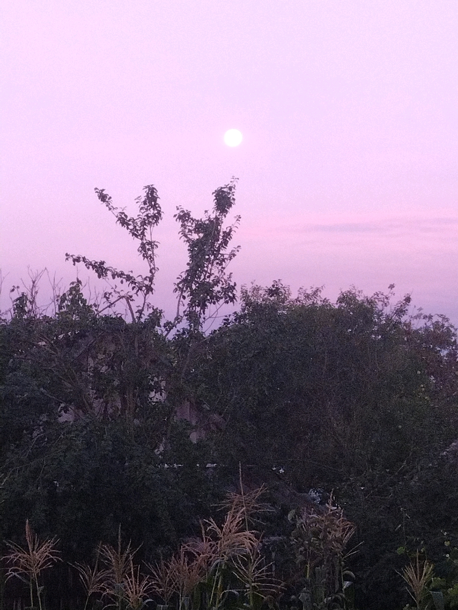 A full moon is visible in the sky, which is a soft pink color. Silhouetted against the sky are the branches of a tree and other foliage. In the foreground, tall stalks of corn or similar plants are visible. The scene appears to be in an outdoor setting, possibly a rural area or the outskirts of a city. The overall impression is one of a serene, twilight landscape.
