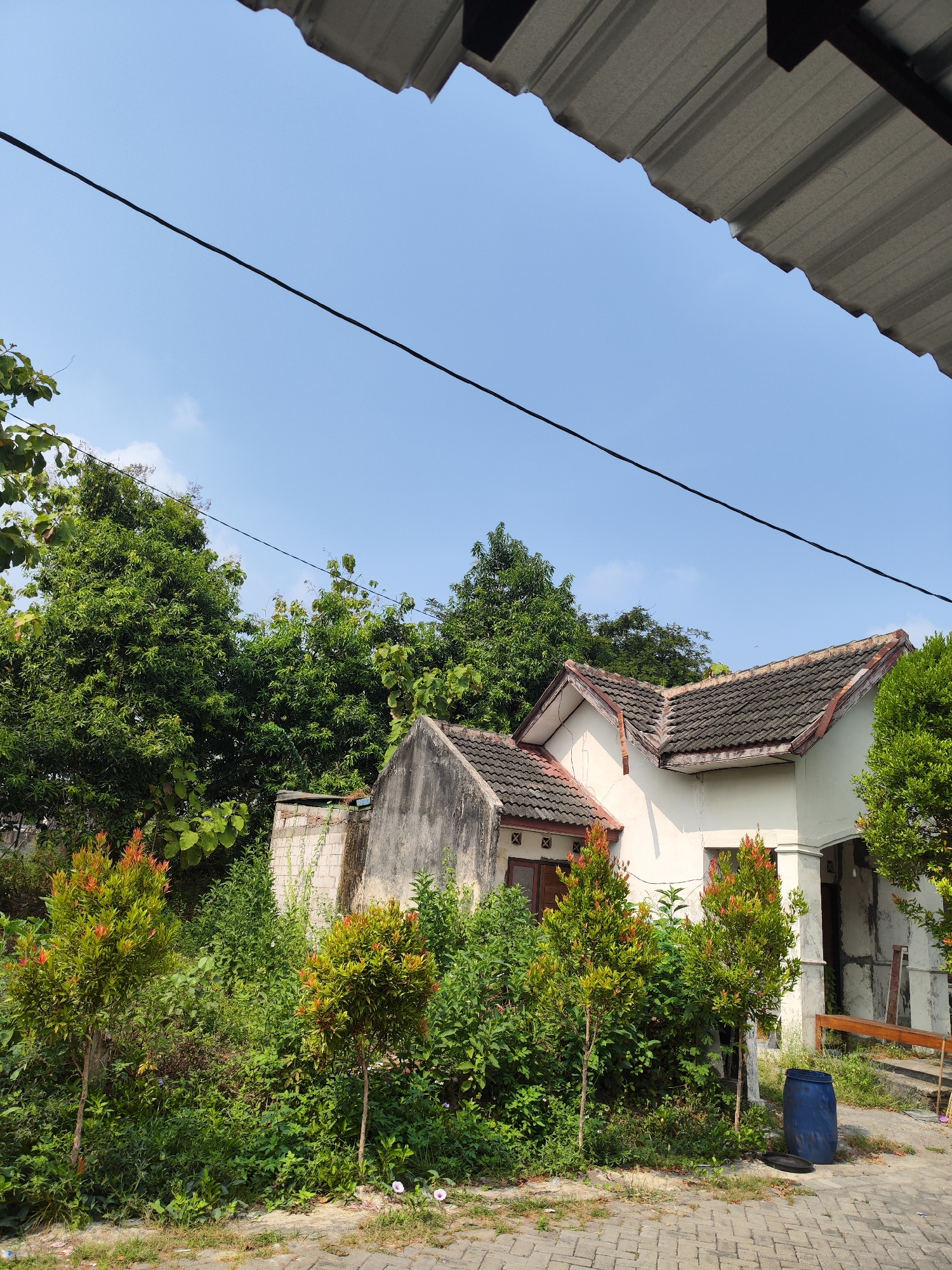 The image depicts a residential area in Sroyo, Indonesia. In the foreground, a paved pathway made of interlocking bricks leads to a verdant garden. Two ornamental trees with red-tipped leaves are prominently featured, surrounded by a variety of green bushes and taller trees in the background.
Behind the garden, a white house with a tiled roof is visible. The house appears to be under construction or renovation, as evidenced by exposed concrete sections on its exterior walls. Adjacent to the house, a partially constructed brick wall stands. A large blue plastic barrel is positioned near the side of the house, beside the paved pathway.
Overhead, a section of a metal roof structure is visible, casting a shadow in the upper portion of the frame. A dark electrical wire stretches across the clear blue sky. The scene is illuminated by natural sunlight, suggesting it was taken during the daytime. There are no people or animals visible in the image.