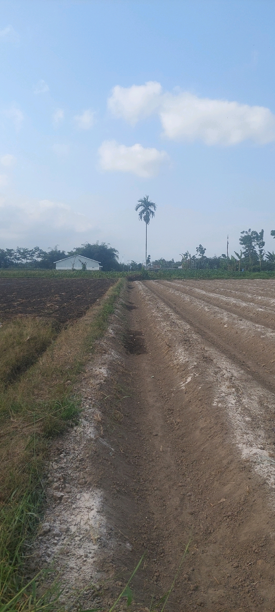 The image captures a rural landscape in Sumbersuko, Indonesia, on a clear day under a pale blue sky dotted with white clouds. The foreground is dominated by freshly tilled farmland, with distinct parallel furrows carved into the brown soil. The furrows are partially covered with a white substance, likely fertilizer or lime. To the left, a strip of dry, sparse grass lines a boundary before transitioning to a darker, possibly burnt or fallow field. In the mid-ground, a tall, slender palm tree stands prominently against the horizon. Behind the palm tree and the tilled fields, a white, rectangular building, possibly a barn or storage facility, is visible. A dense line of trees and vegetation forms a backdrop to the building and extends across the horizon. The overall scene depicts agricultural activity in a tropical or subtropical setting.
