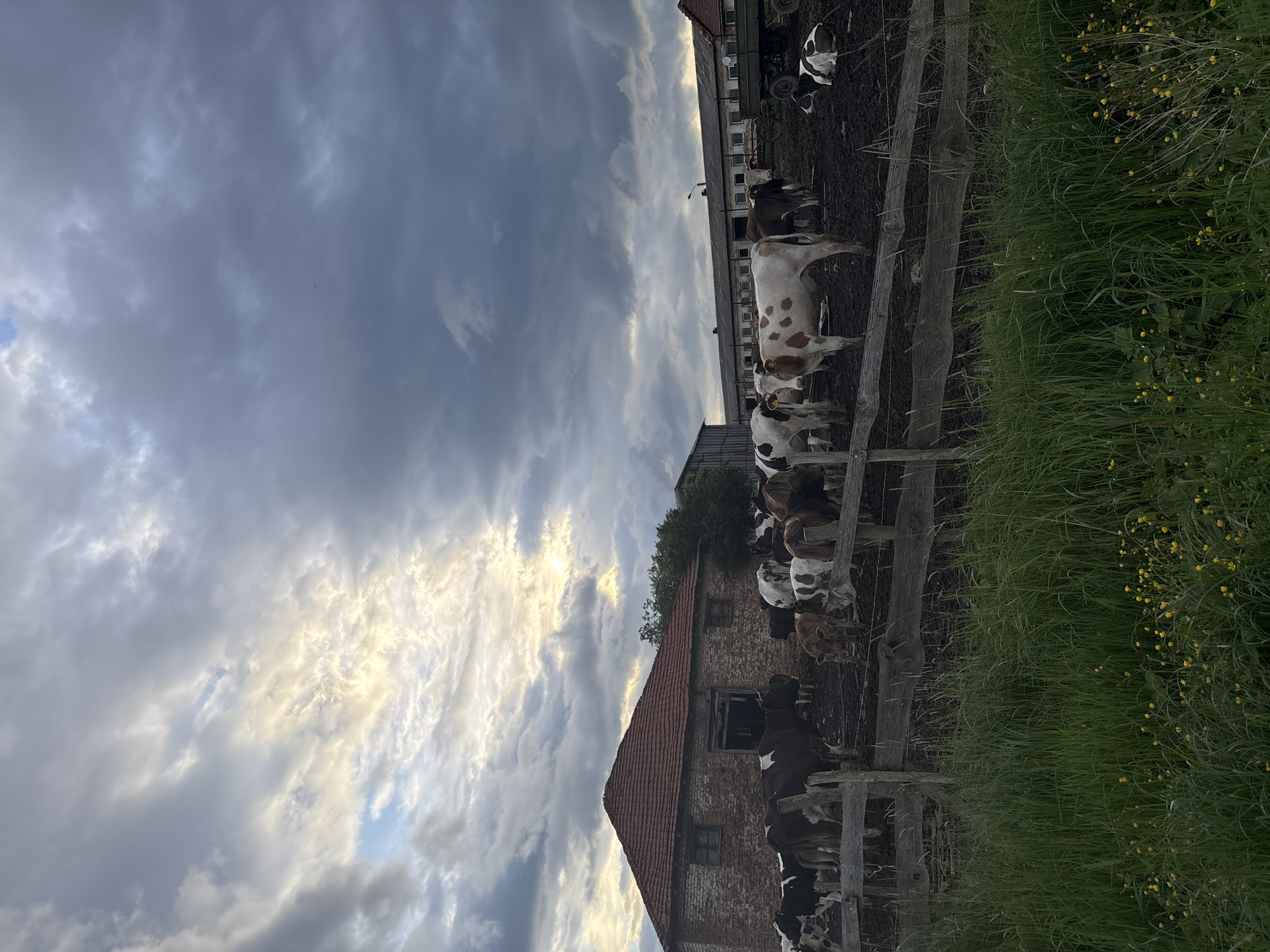 The image depicts a rural scene in Golema Rakovitsa, Bulgaria. A herd of cows, primarily black and white Holsteins, are enclosed by a wooden fence. The animals stand on muddy ground adjacent to a grassy area with yellow wildflowers. Behind the fence, a brick building with a red tile roof is visible. In the background, a longer structure, possibly a barn or agricultural building, can be seen. The sky is overcast with dramatic, textured clouds illuminated by a setting sun.