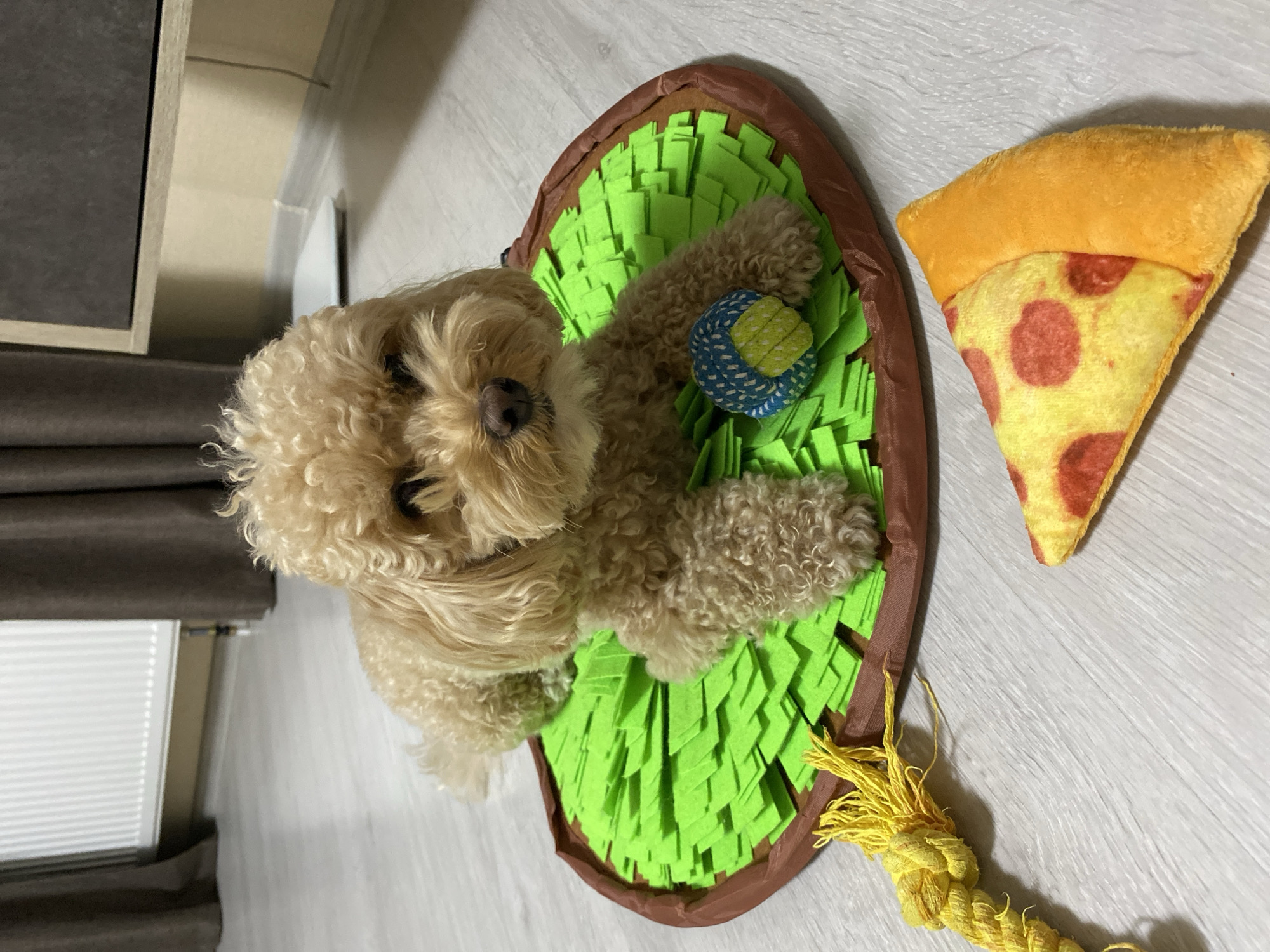 A light brown poodle lies on a green snuffle mat with a blue and yellow patterned ball. In front of the mat, a yellow rope toy is to the left and a plush pizza slice toy is to the right. The scene is indoors, on a light wood-grain floor. In the background, a radiator and dark curtains are visible. This image appears to be taken in Nikolskoye, Russia.