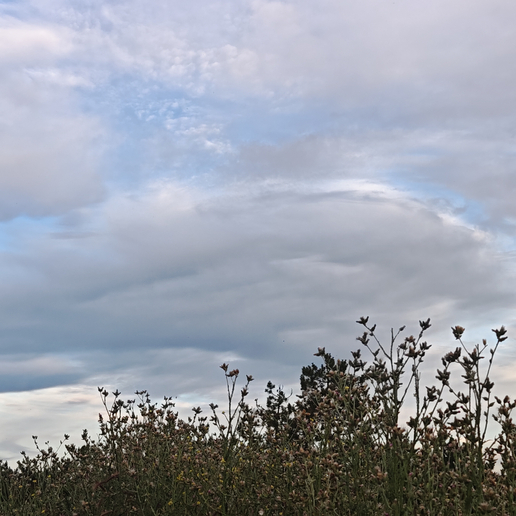 The image displays an outdoor scene, presenting a wide view of an overcast sky above a band of wild vegetation. The sky is largely covered by a mixture of light blue, white, and various shades of grey clouds. These clouds are layered and textured, ranging from thin, wispy formations to denser, more uniform masses. Patches of clearer light blue sky are visible in some areas, particularly towards the upper left and center. The diffused lighting suggests either an overcast day or the soft light of early morning or late evening.
In the foreground, a dense strip of plants occupies the lower portion of the frame. These appear to be wild grasses or small shrubs, characterized by numerous small, dried flower heads or seed pods, presenting a muted palette of green and brown hues. Towards the right side of the frame, a darker, treeline-like silhouette is visible behind the foreground plants. No specific activity or event is taking place, and no people or visible text are present. The scene evokes a tranquil, natural setting within the urban-type settlement of Shcholkine, Ukraine.