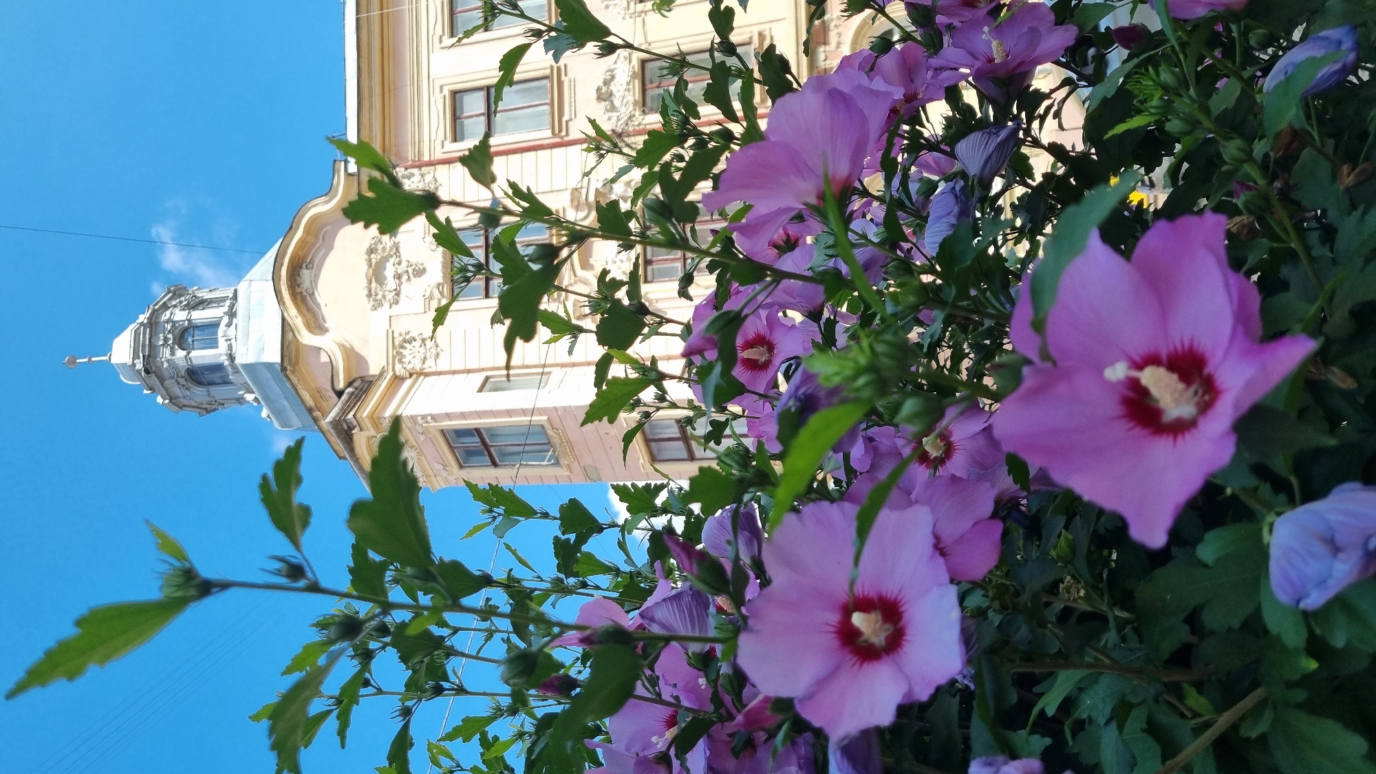 The image depicts a street-level view of the Chernivtsi National University, also known as the former Residence of Bukovinian and Dalmatian Metropolitans, located in Chernivtsi, Ukraine. In the foreground, a cluster of vibrant purple hibiscus flowers and green leaves dominate the frame, creating a soft, natural barrier. Behind the foliage, the pale yellow facade of the university building is visible. The architecture features ornate detailing, including decorative carvings above the windows, and a distinctive cupola structure topping the building. The sky above is a clear, bright blue with a few wisps of white clouds. The perspective suggests the photo was taken from a low angle, looking upwards towards the building and sky, with the flowers acting as a natural foreground element. There are no people or animals visible in the scene.